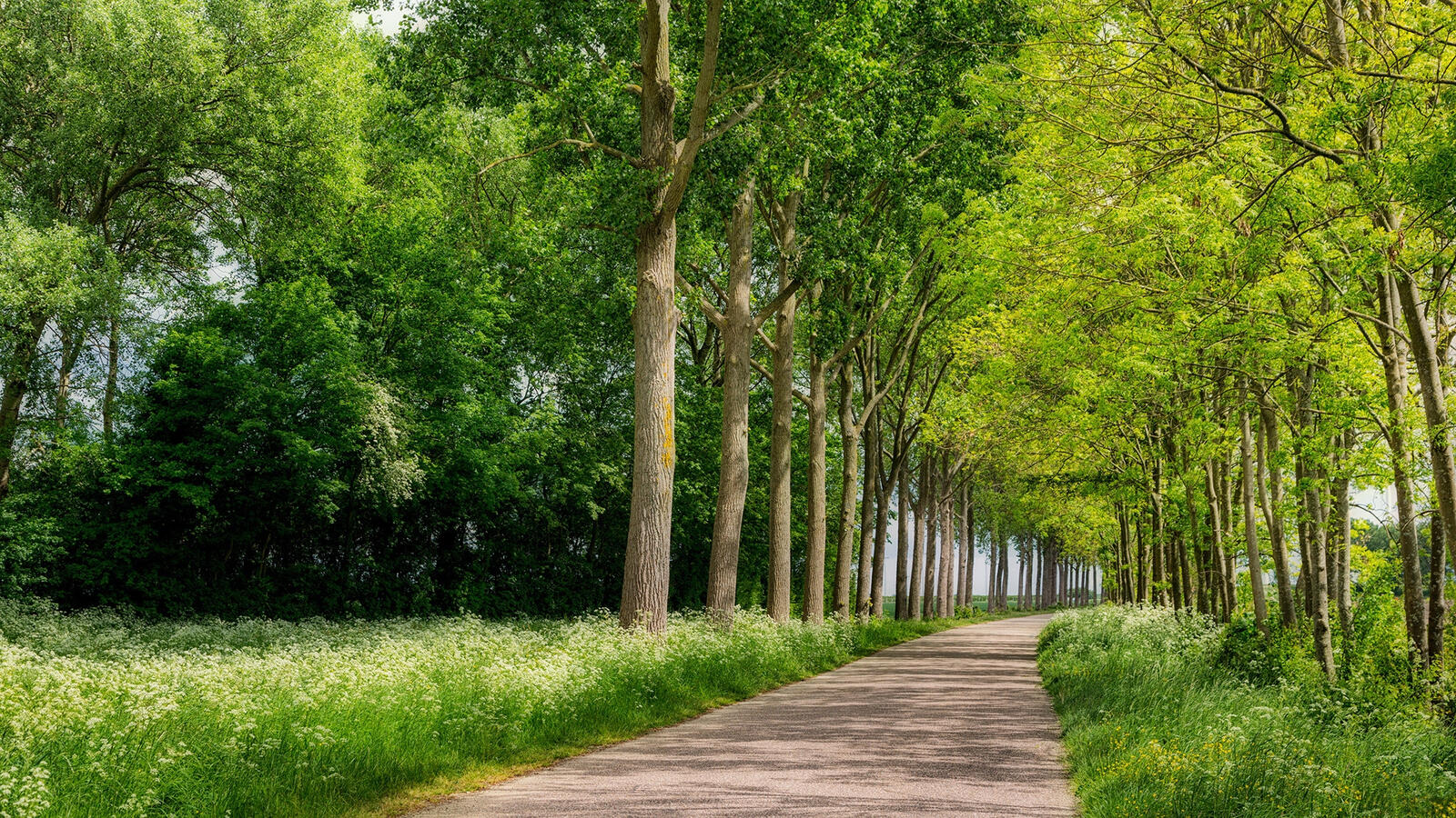 Обои Южная Голландия Нидерланды деревья на рабочий стол