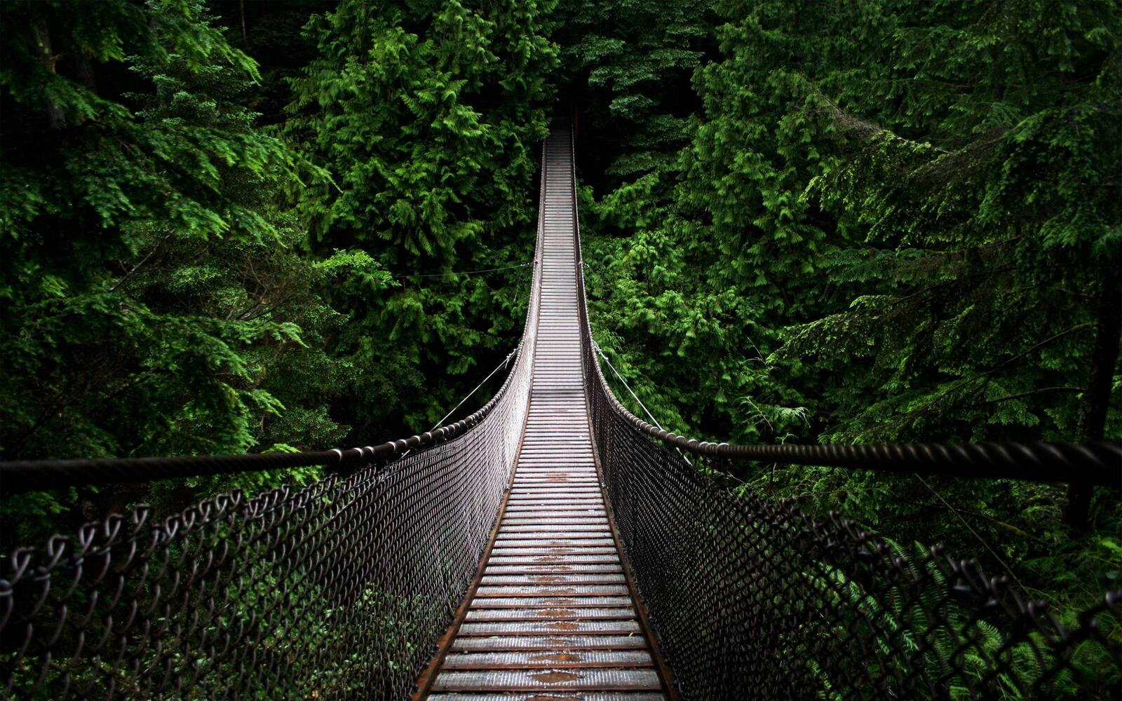Обои мост пропасть джунгли на рабочий стол