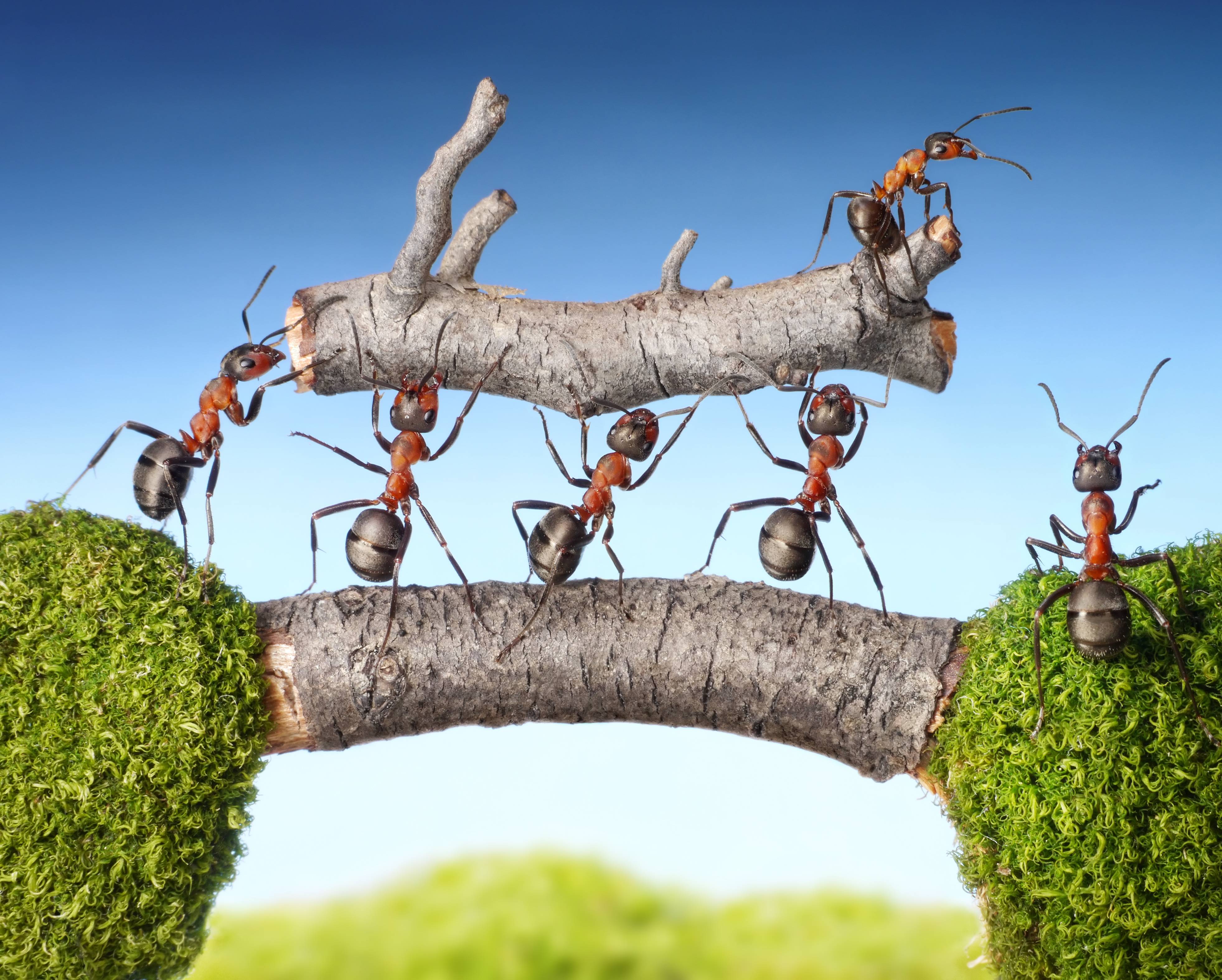 Wallpapers ants branch insects on the desktop