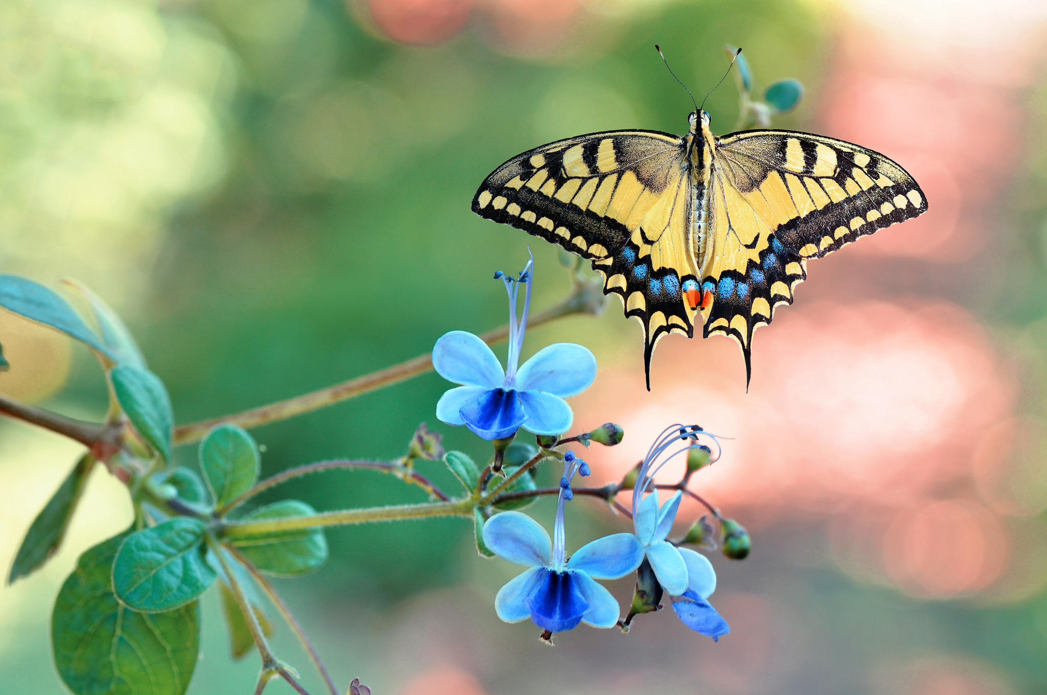 Фото бесплатно цветок, крылья бабочки, насекомые