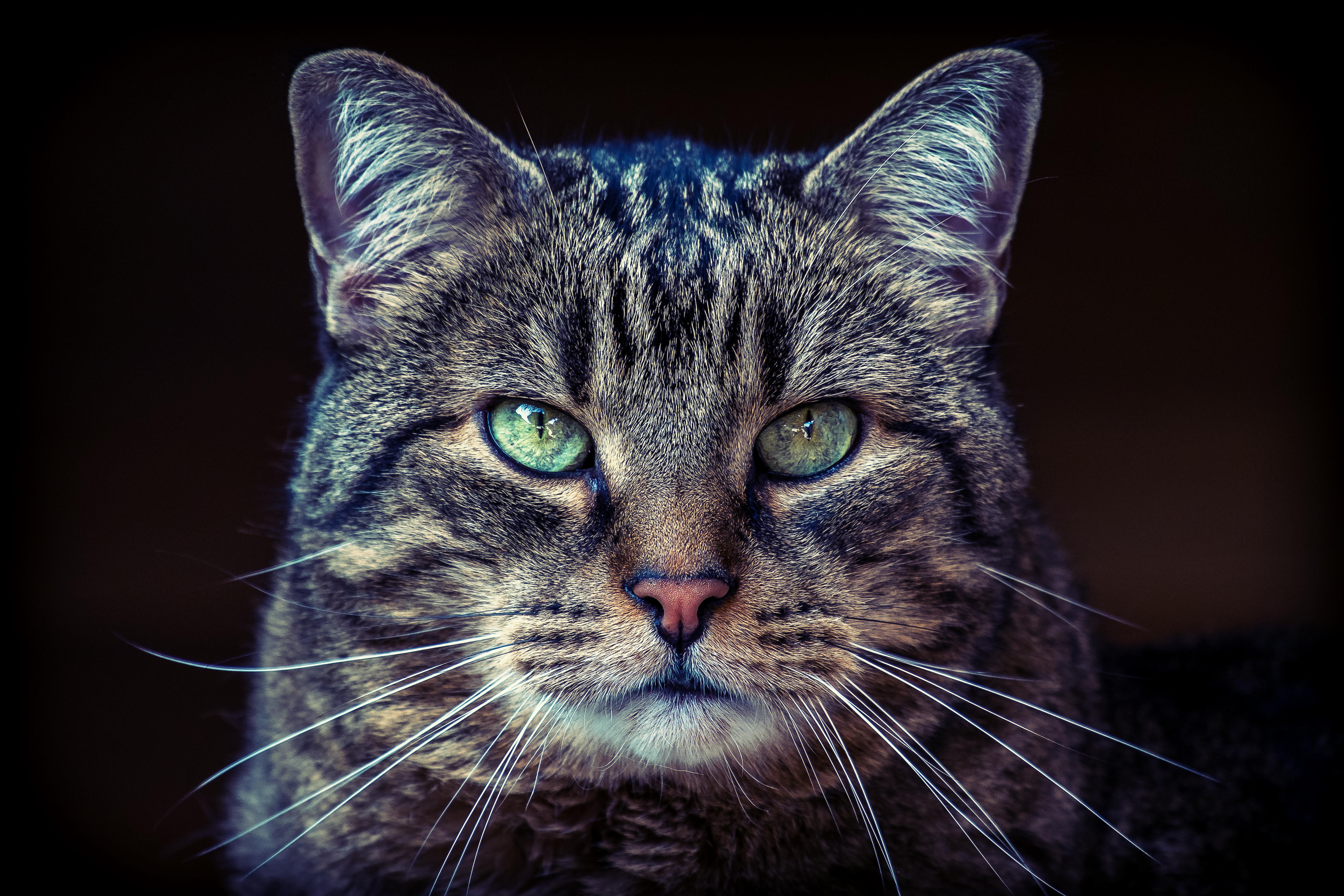 Бесплатное фото Старый полосатый кот