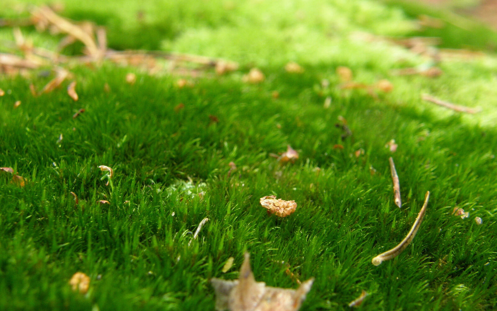 Обои поляна трава зеленая на рабочий стол