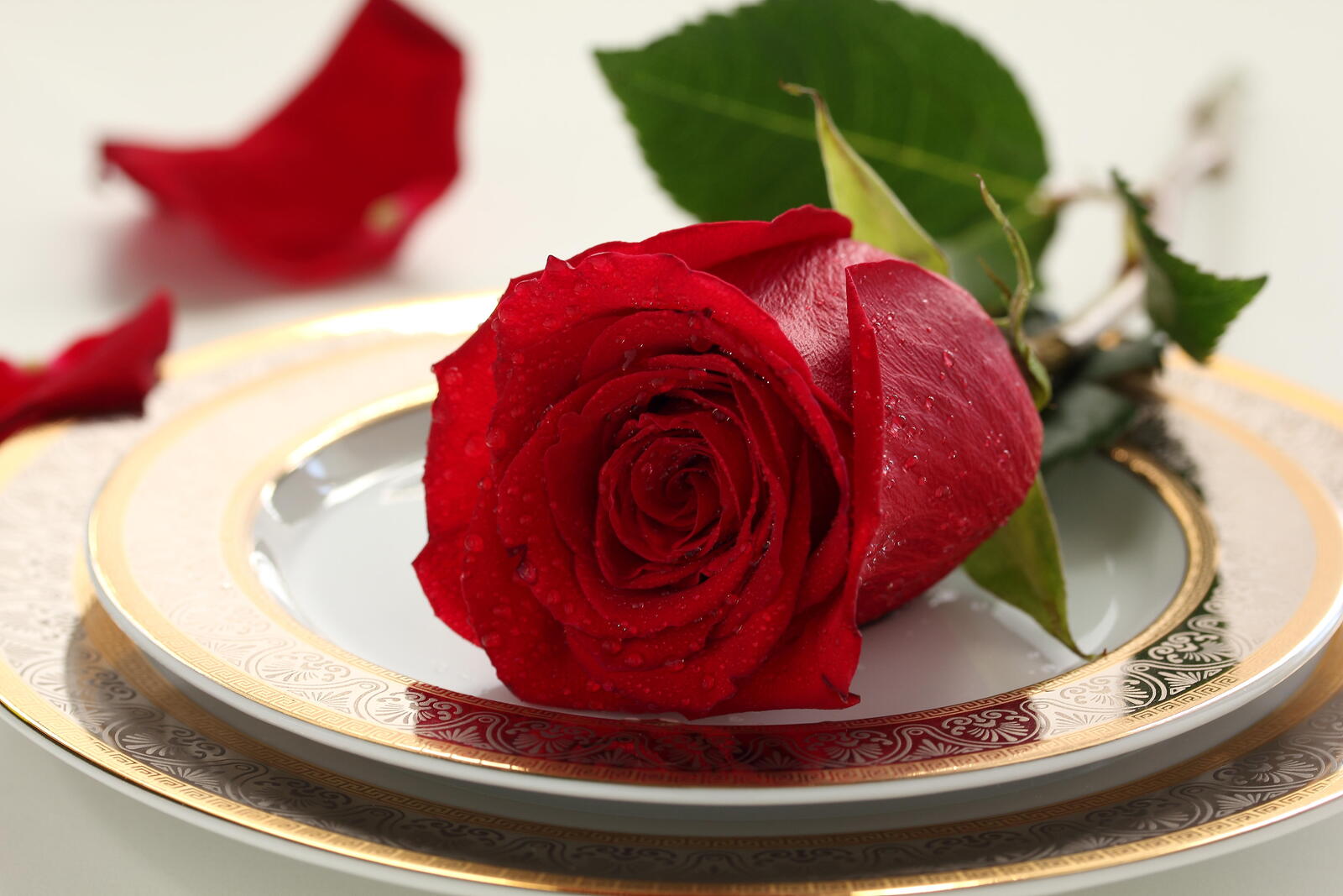 Бесплатное фото Картинка розы, цветок на рабочий стол