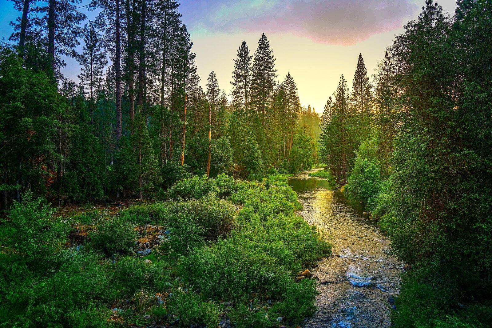 Wallpapers forest trees California on the desktop