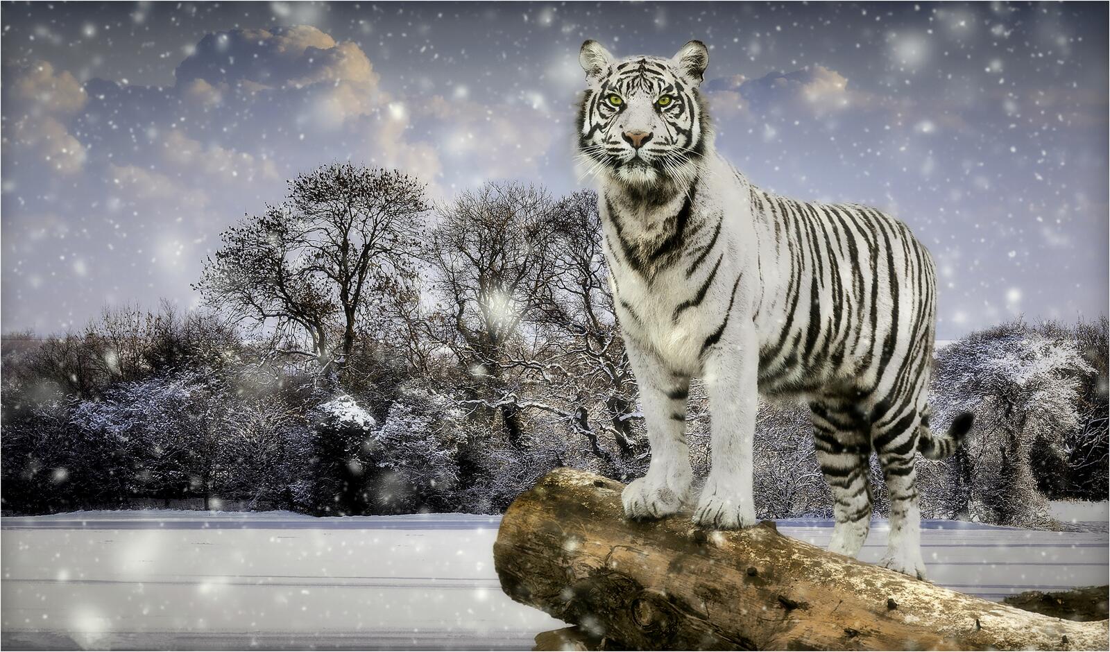Обои зима снег белый тигр на рабочий стол