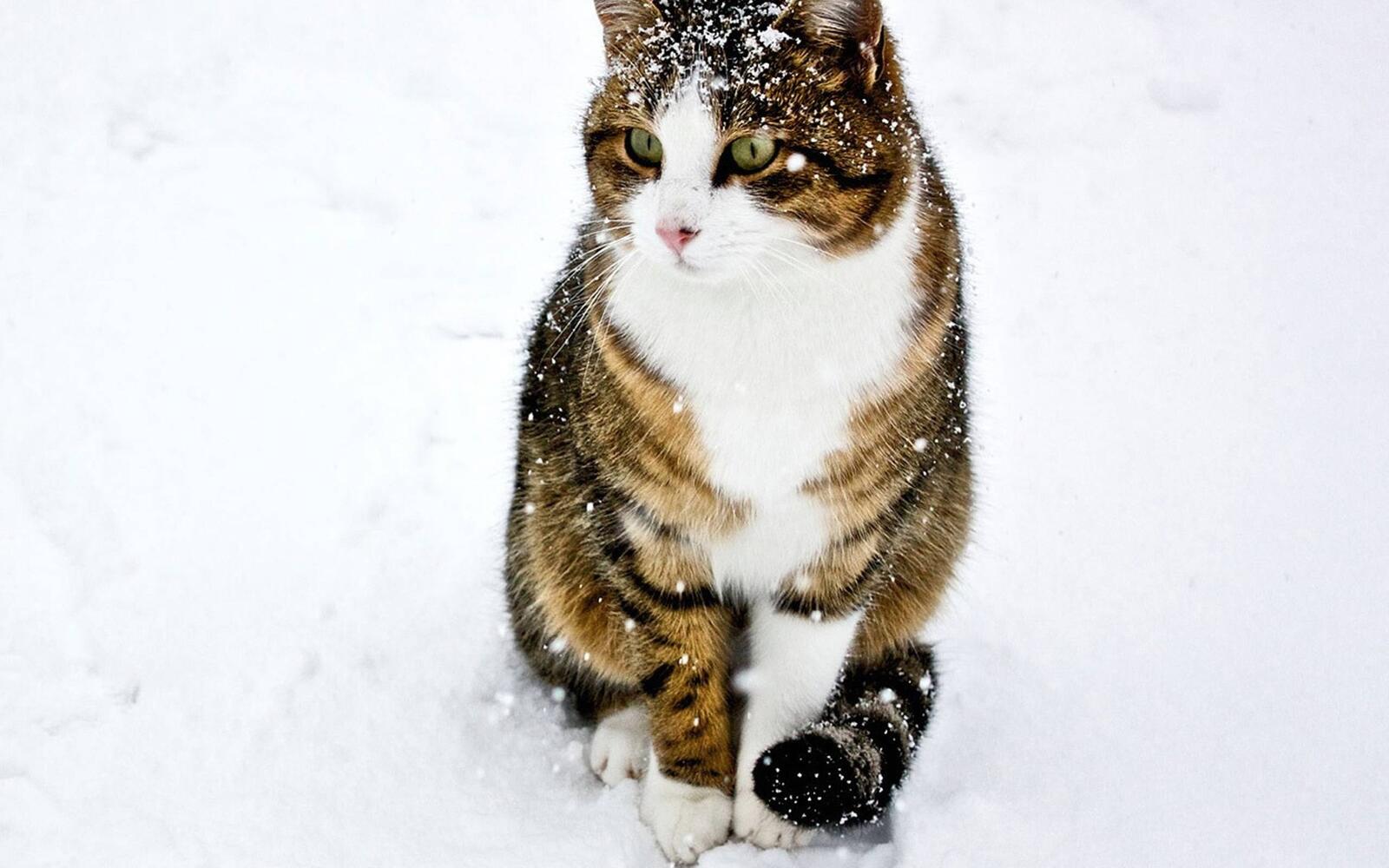 Wallpapers cat in the snow snowflakes snow on the desktop