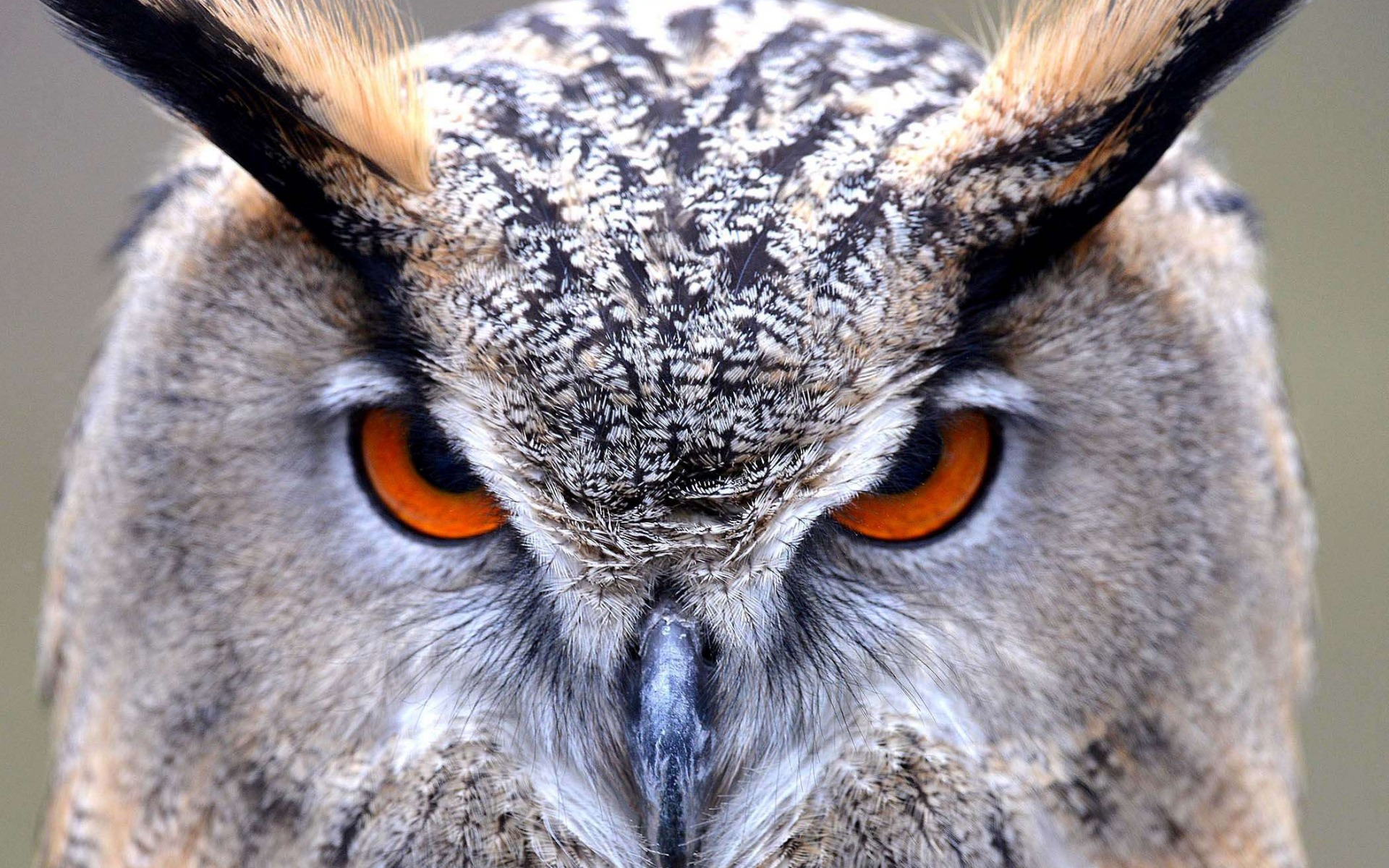 Wallpapers Eagle owl head look on the desktop