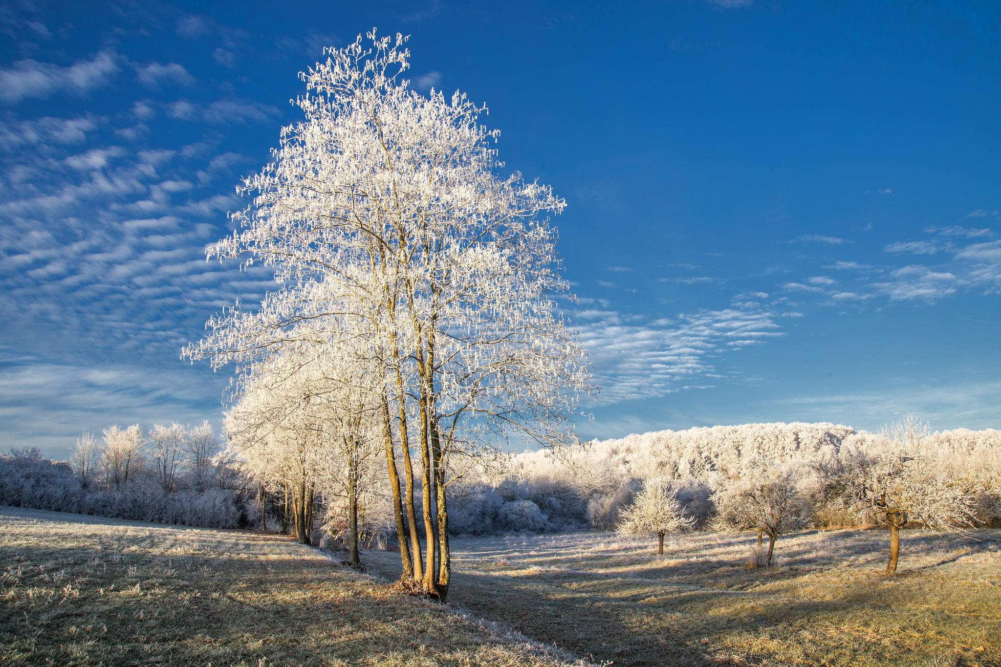 Бесплатное фото Морозная утренняя погода