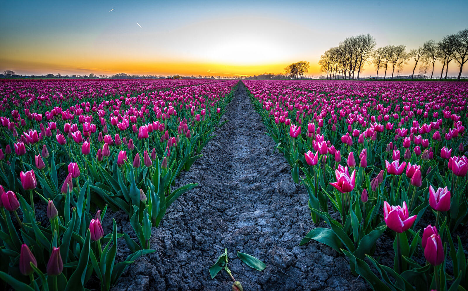 Обои поле тюльпаны Голландия на рабочий стол