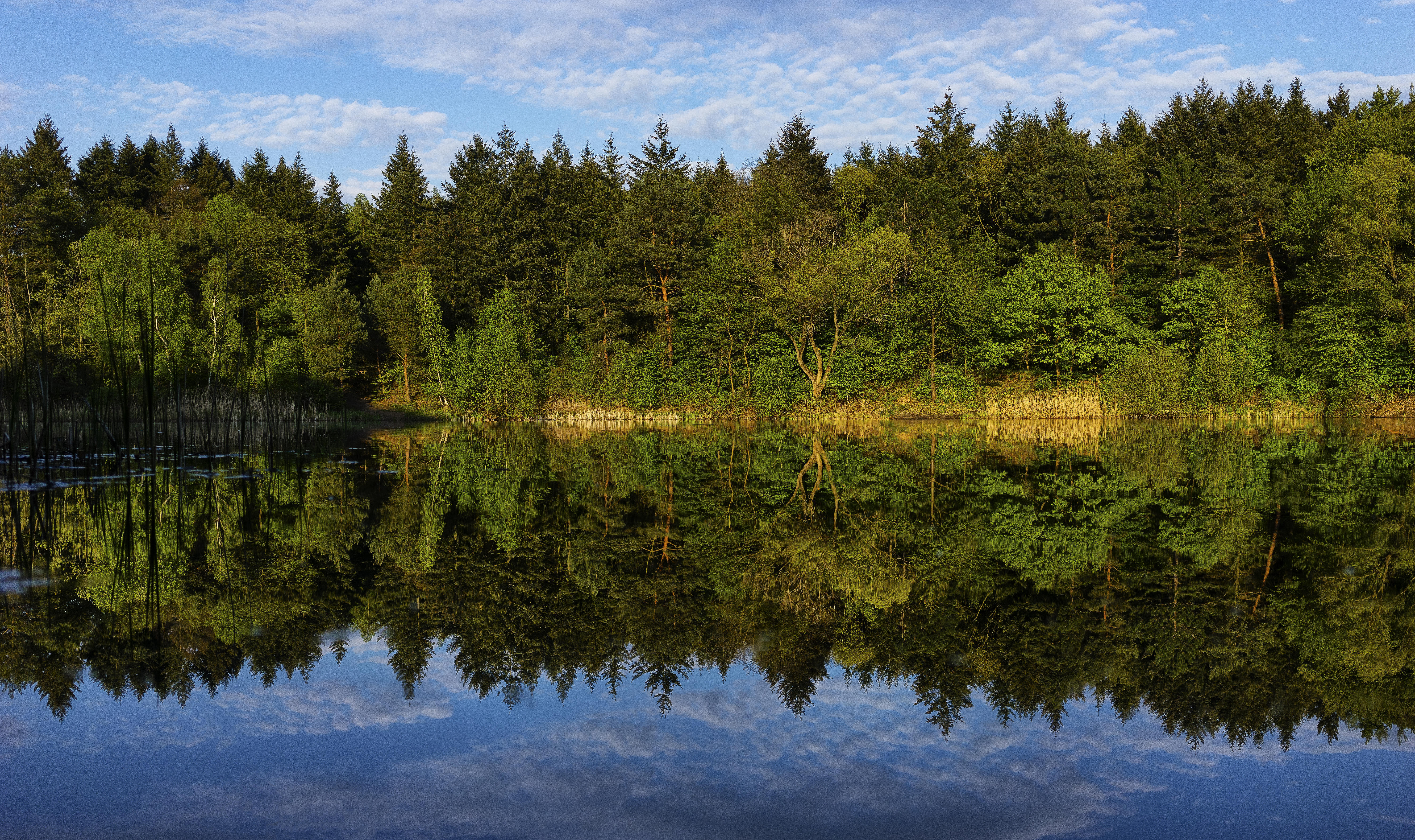 Free photo Wallpaper waldsee, germany on the desktop high quality