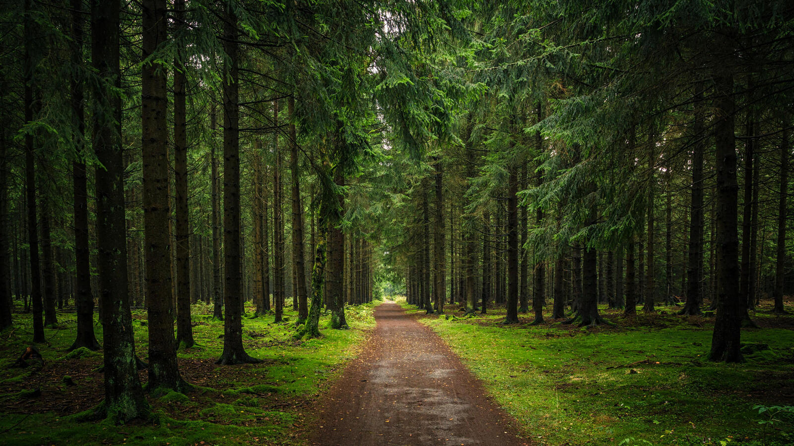 Free photo Motor road in a coniferous forest