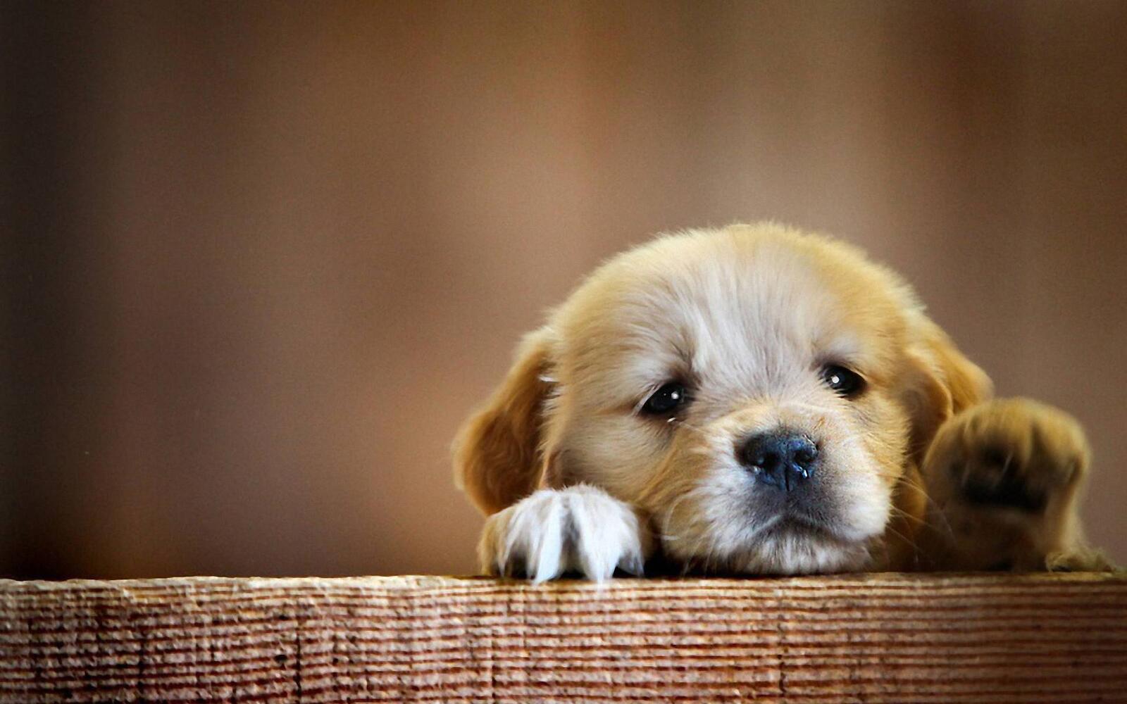 Бесплатное фото Заставка грусть, на телефон щенок
