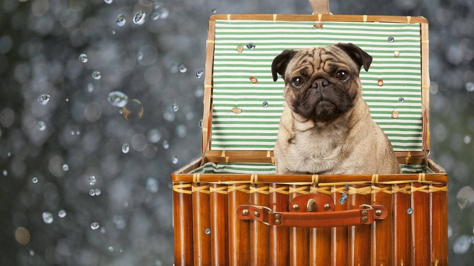 Wallpapers pug in the box photo dogs on the desktop