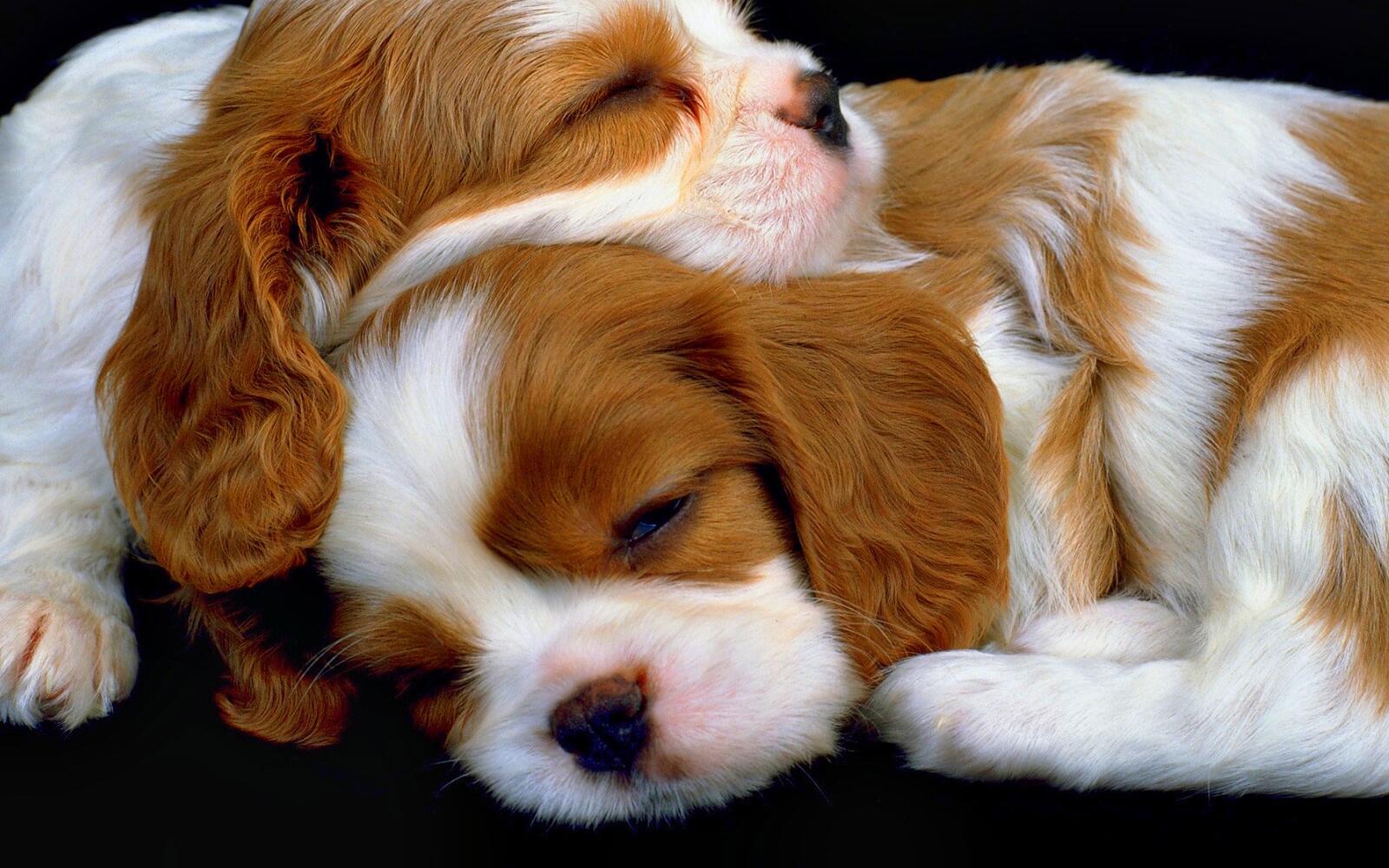 Обои собаки щенки спят на рабочий стол
