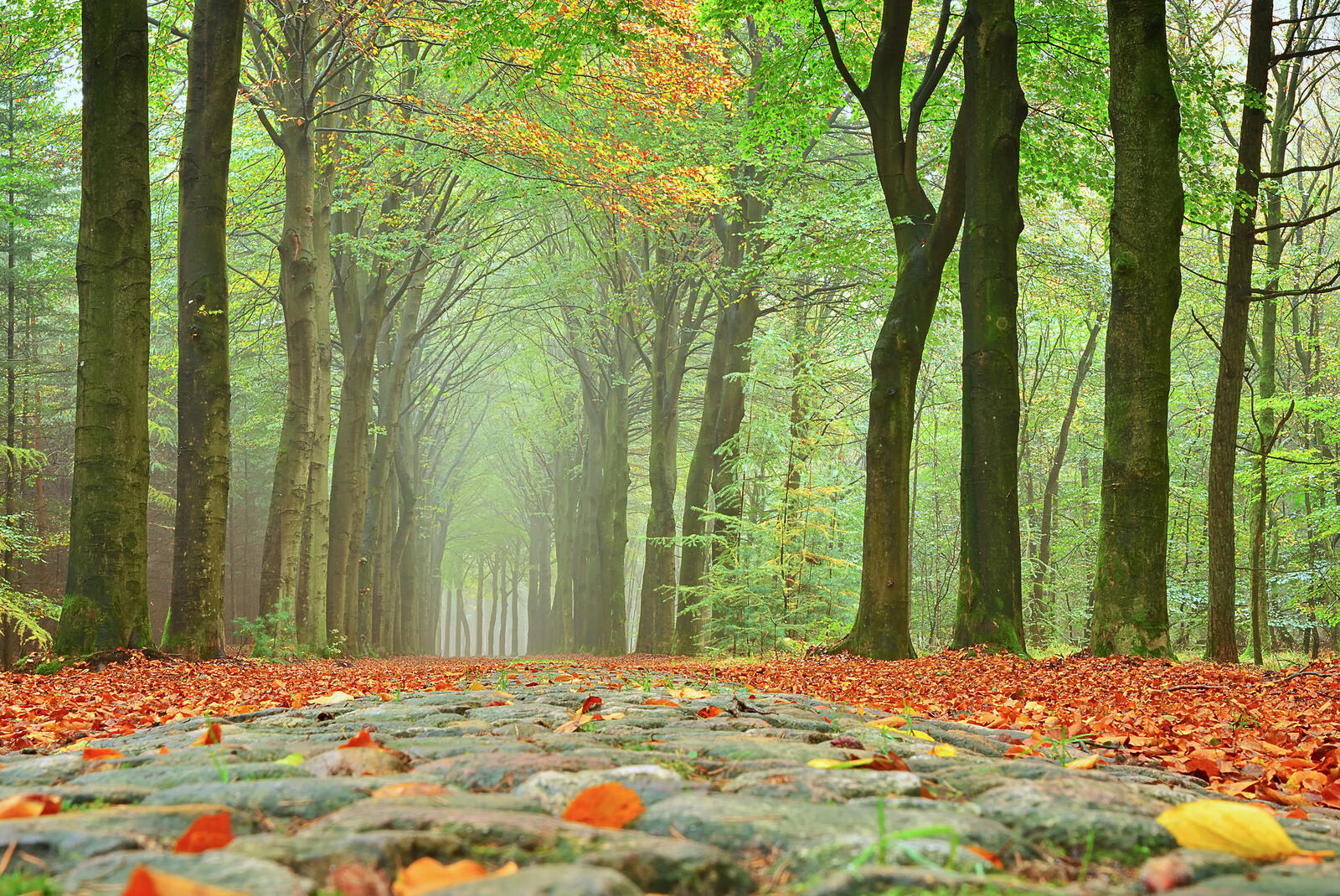 Wallpapers fog in the forest road in the forest landscape on the desktop