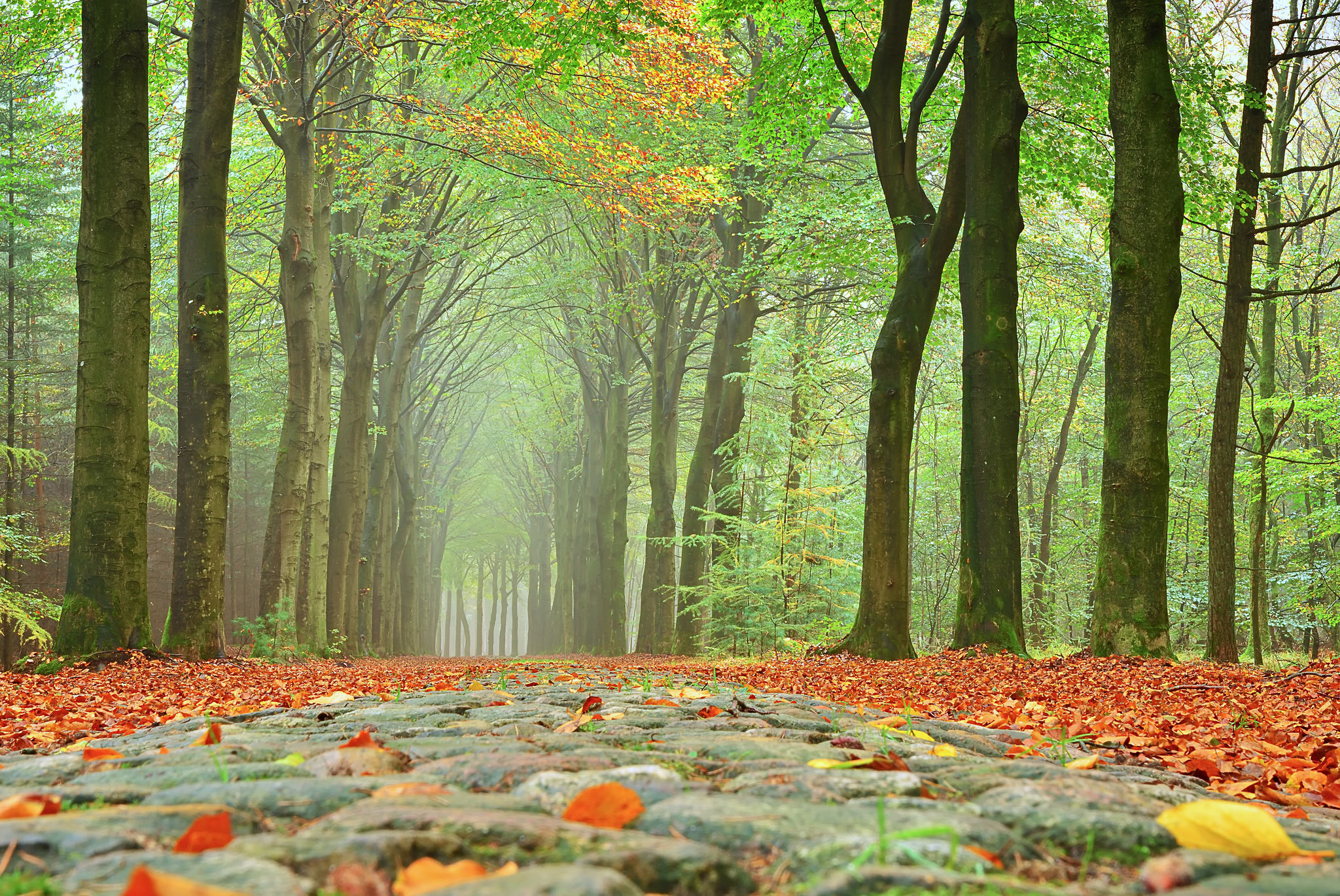 Photo free fog in the forest, road in the forest, landscape