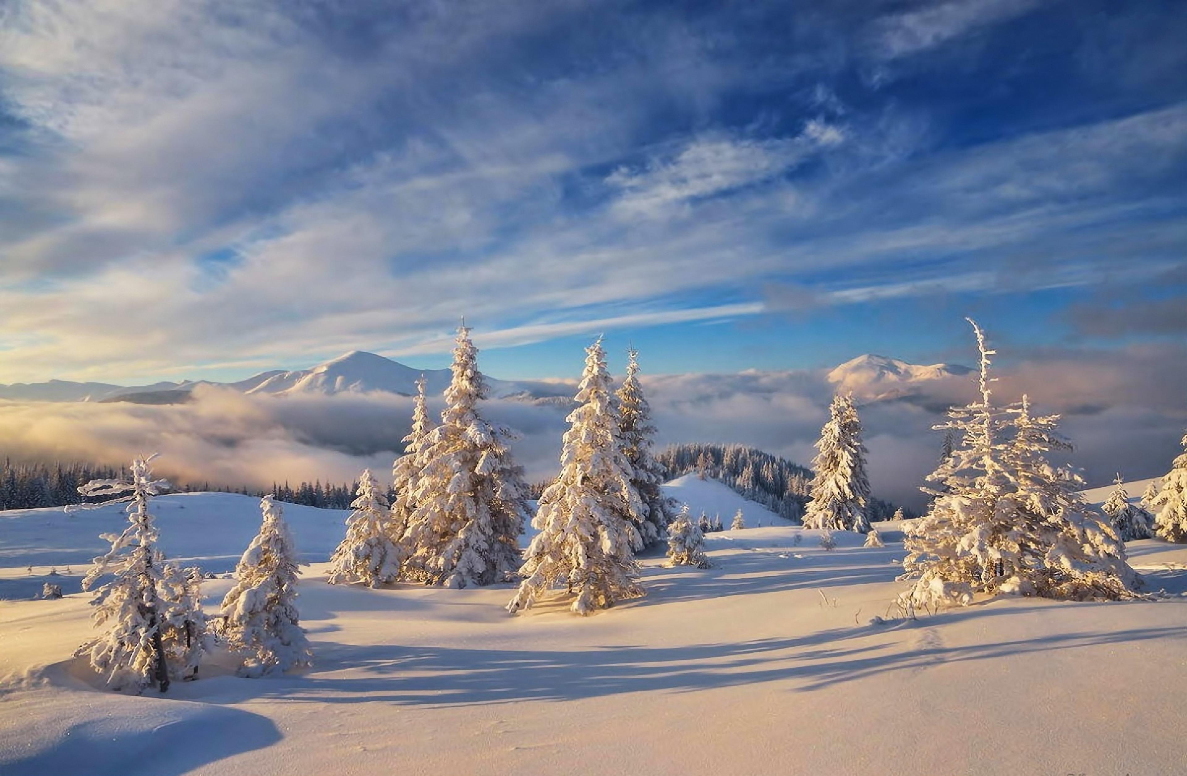 Фото бесплатно деревья в снегу, зима, закат