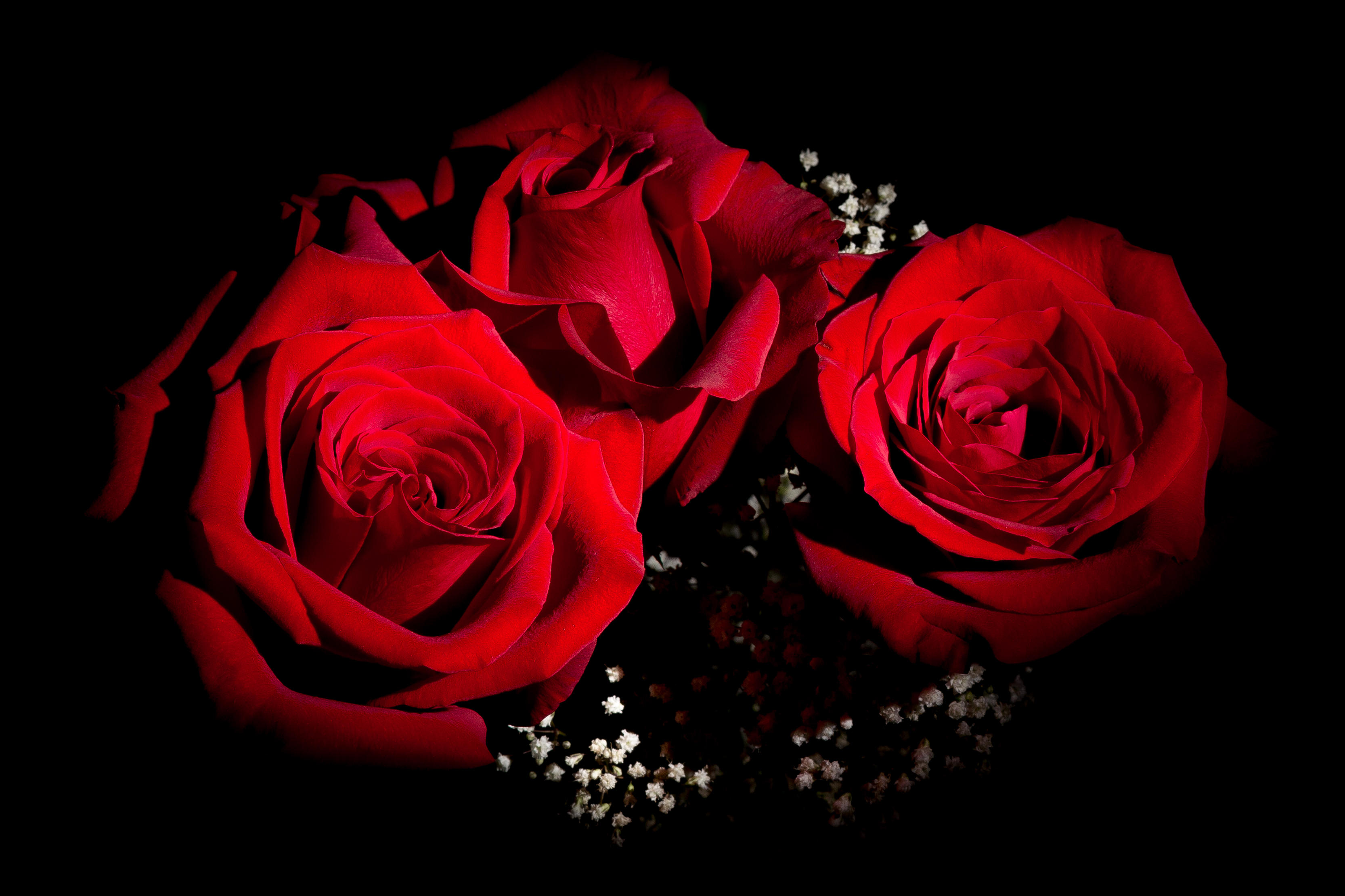 Wallpapers flora three roses red roses on the desktop
