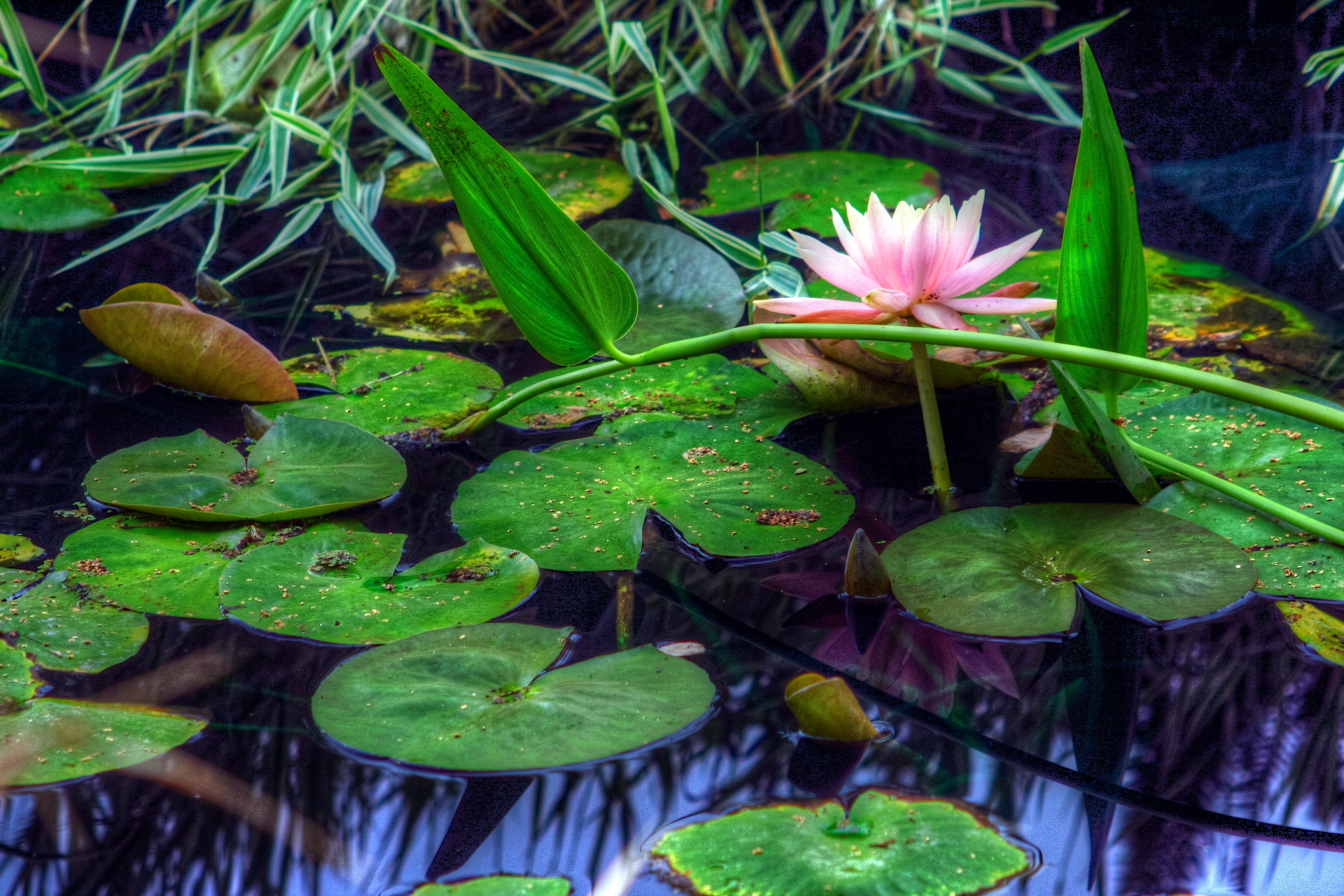 Wallpapers pond plants water lily on the desktop