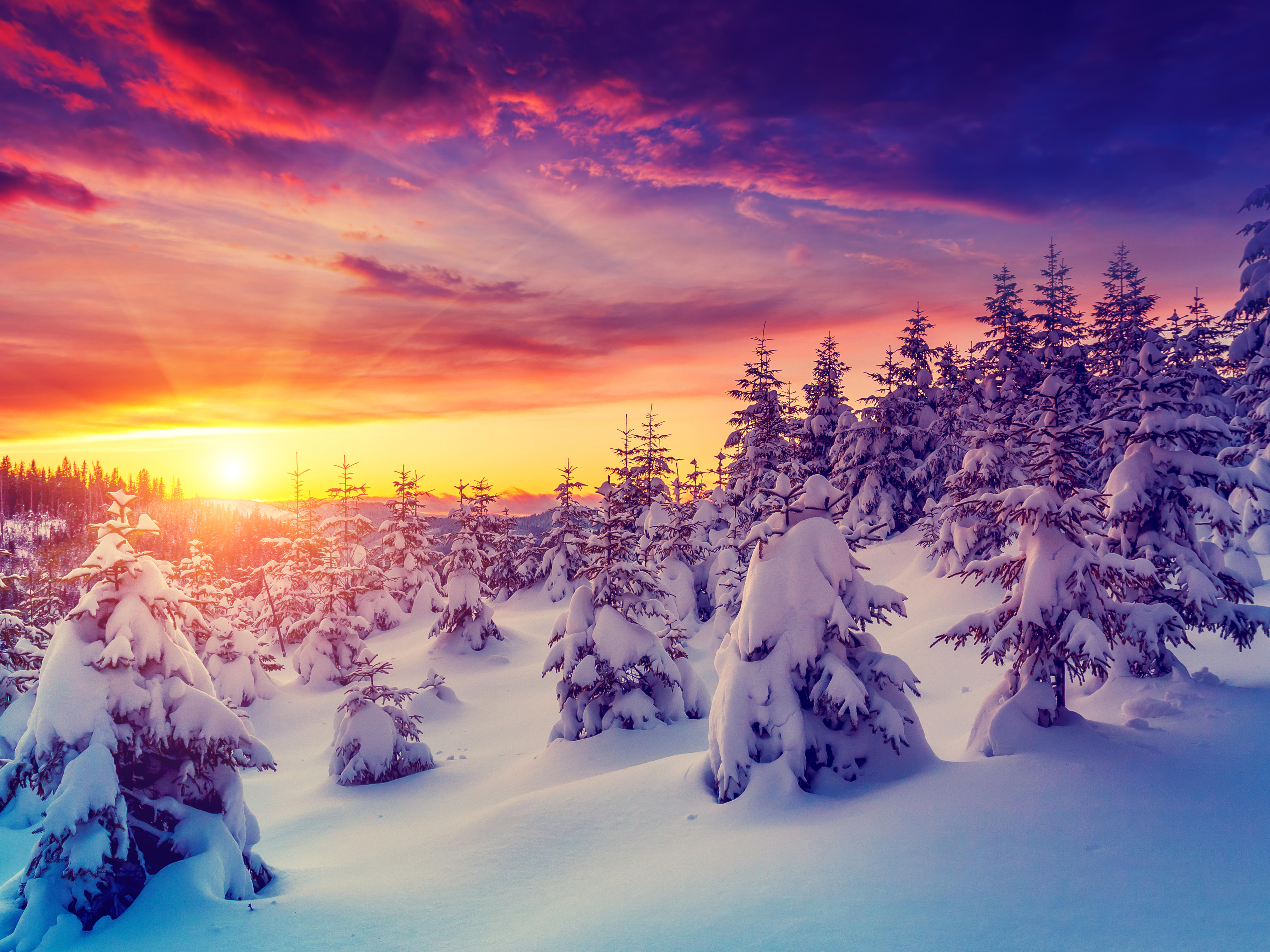 Фото бесплатно пейзажи, деревья в снегу, небо
