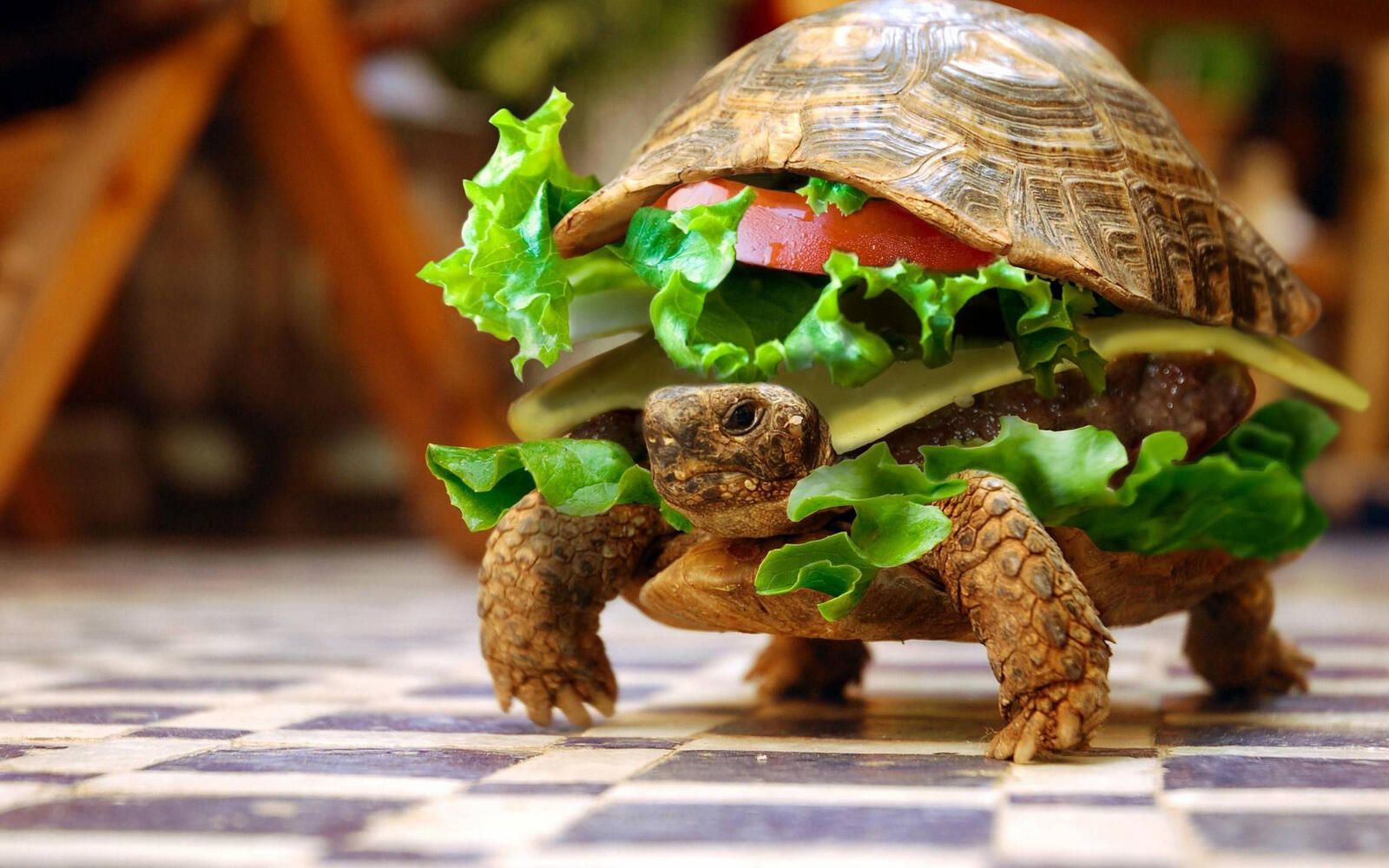 Wallpapers turtle cheeseburger shell on the desktop