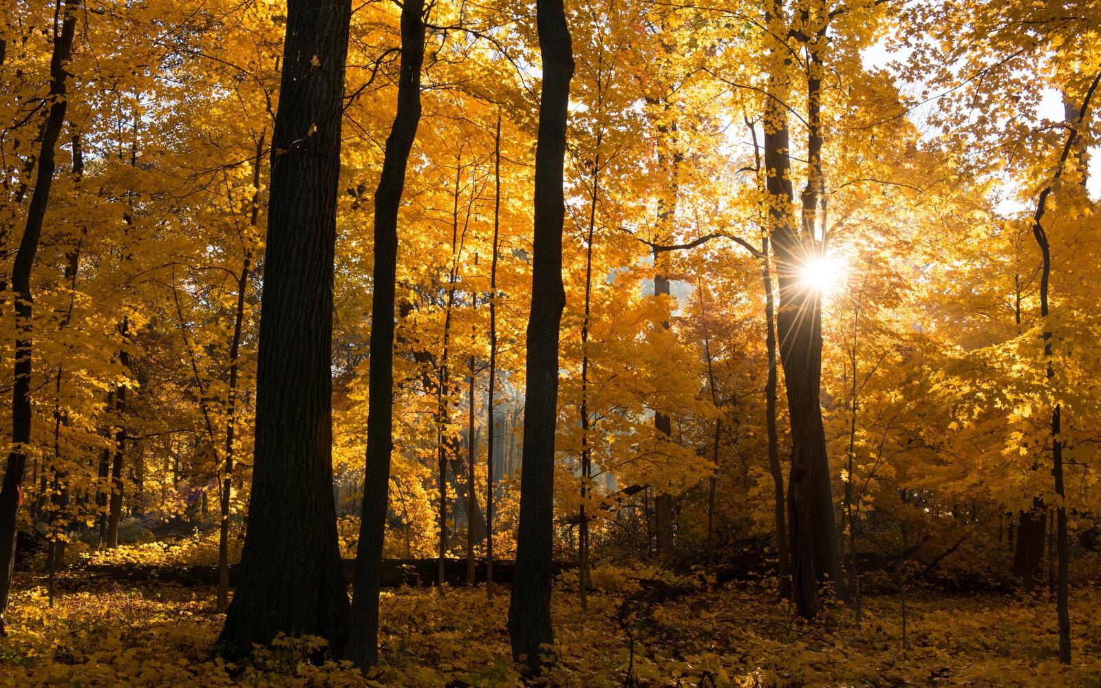 Wallpapers rays yellow forest on the desktop