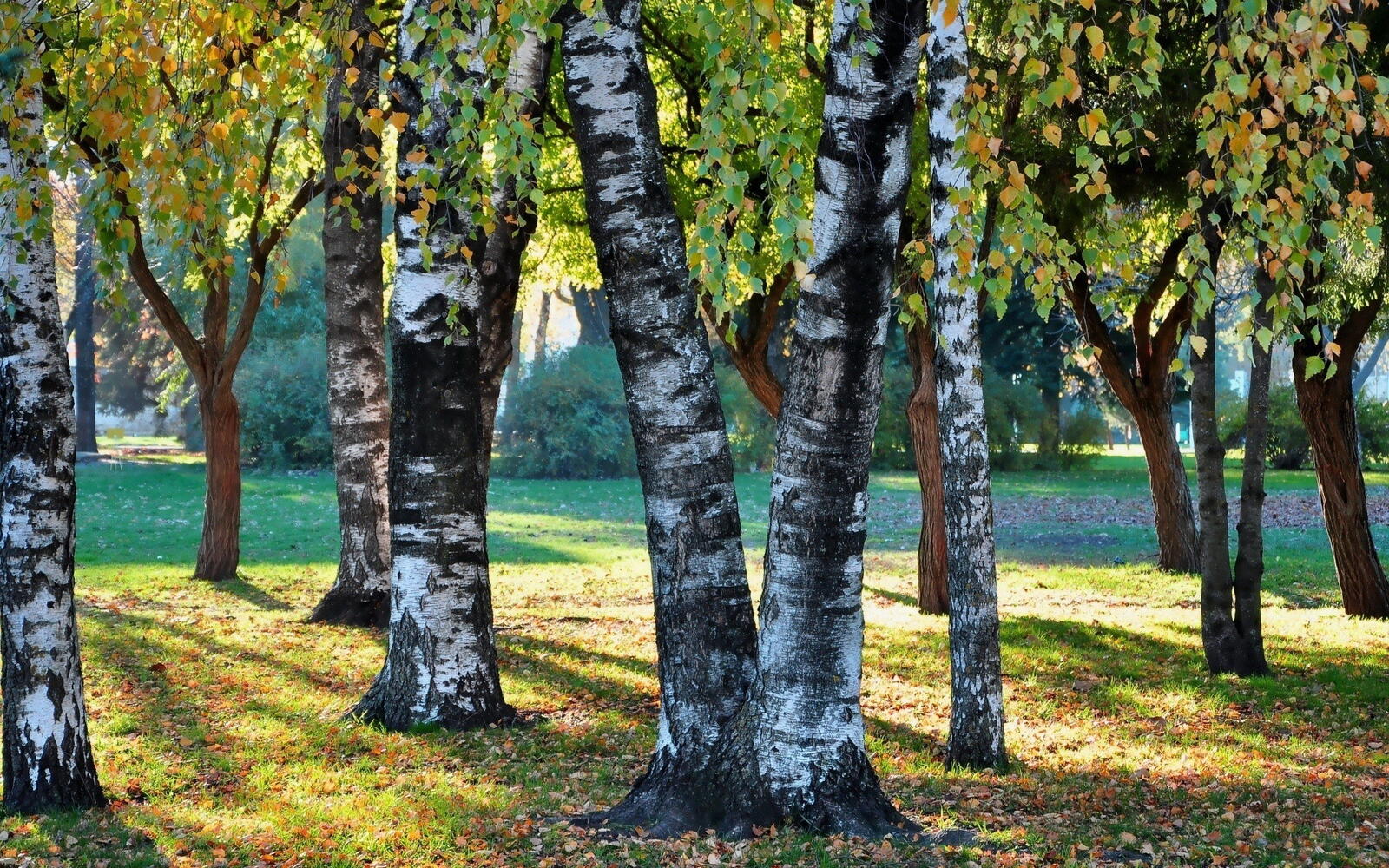 Wallpapers park trees birch on the desktop