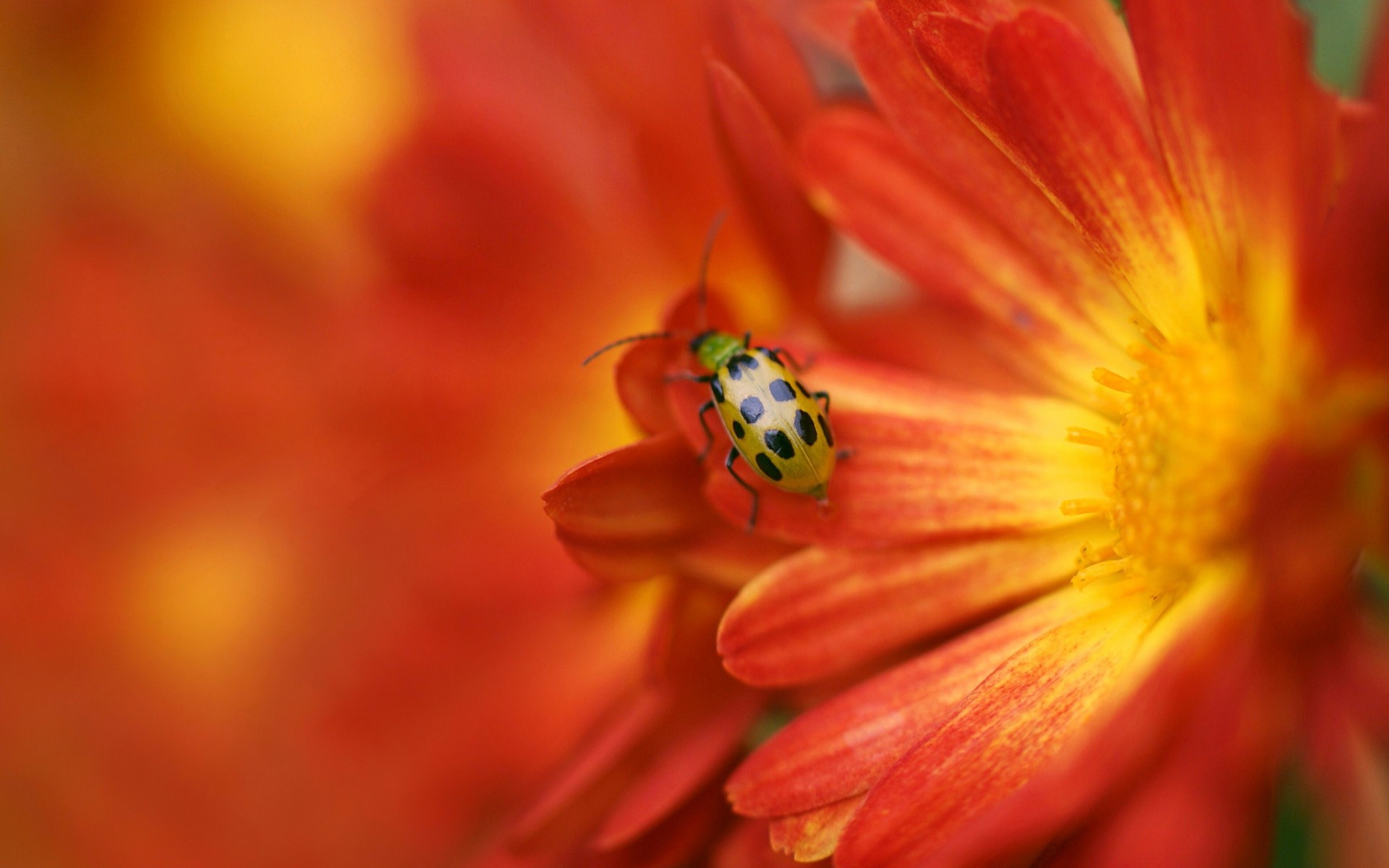 Wallpapers flower beetle pollen on the desktop