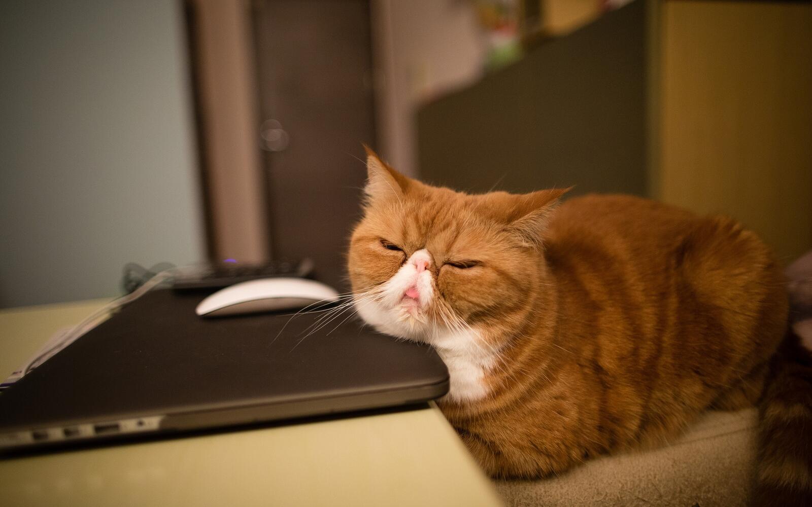 Wallpapers laptop wool cat on the desktop
