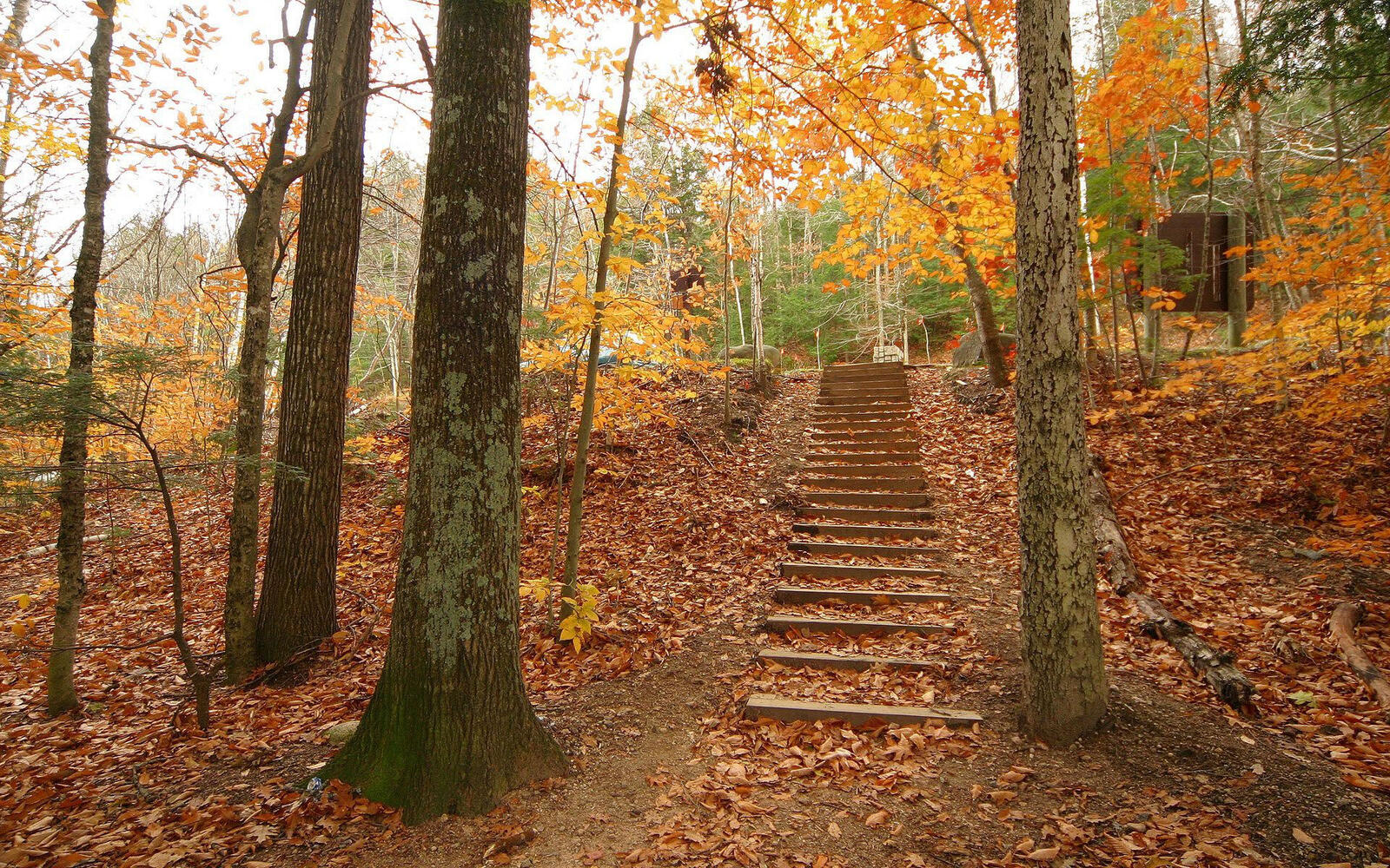 Wallpapers foliage stairs autumn on the desktop