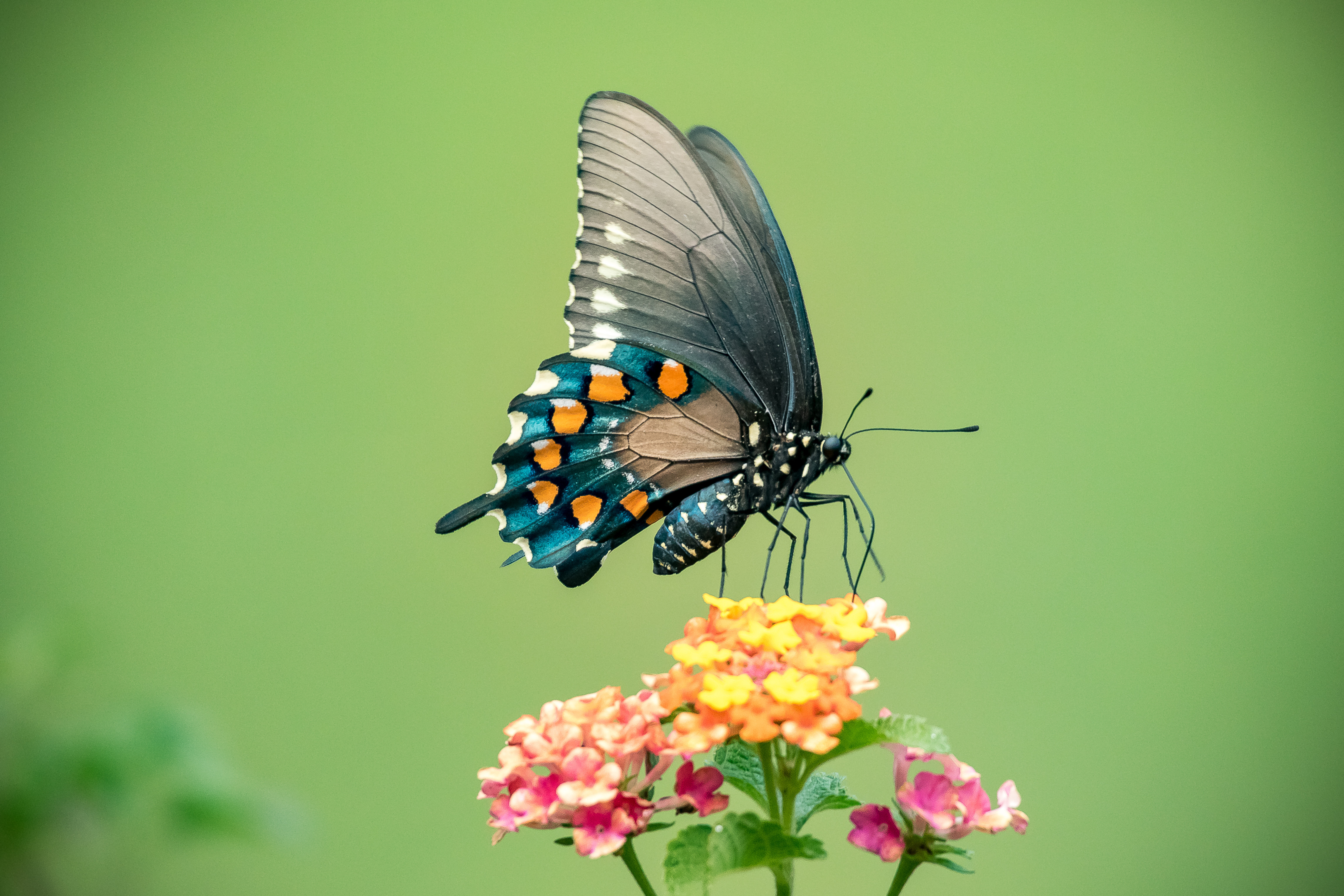 Фото бесплатно маленькие цветы, полевые цветы, черная бабочка