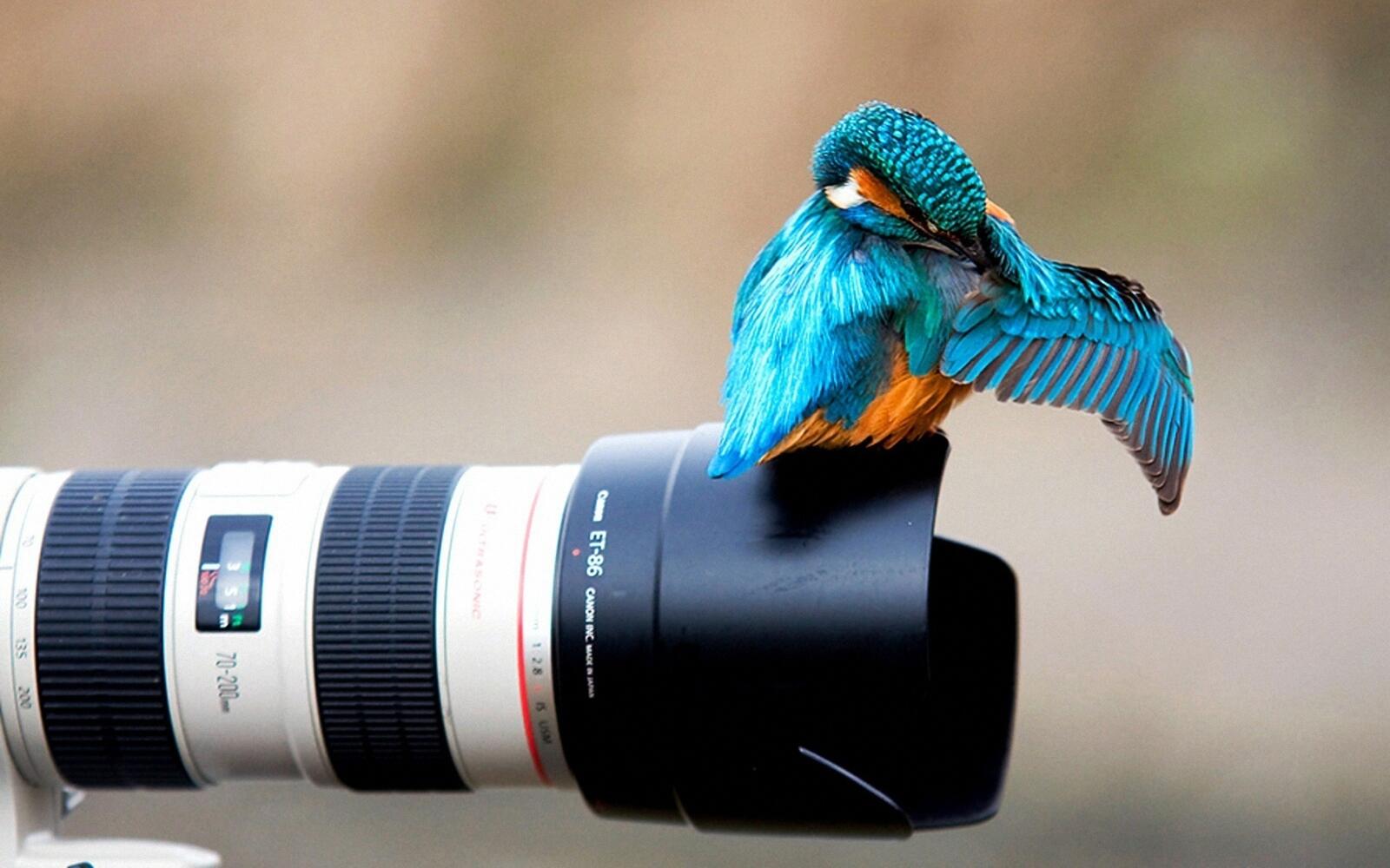桌面上的壁纸镜头上的鸟 照相机 情况