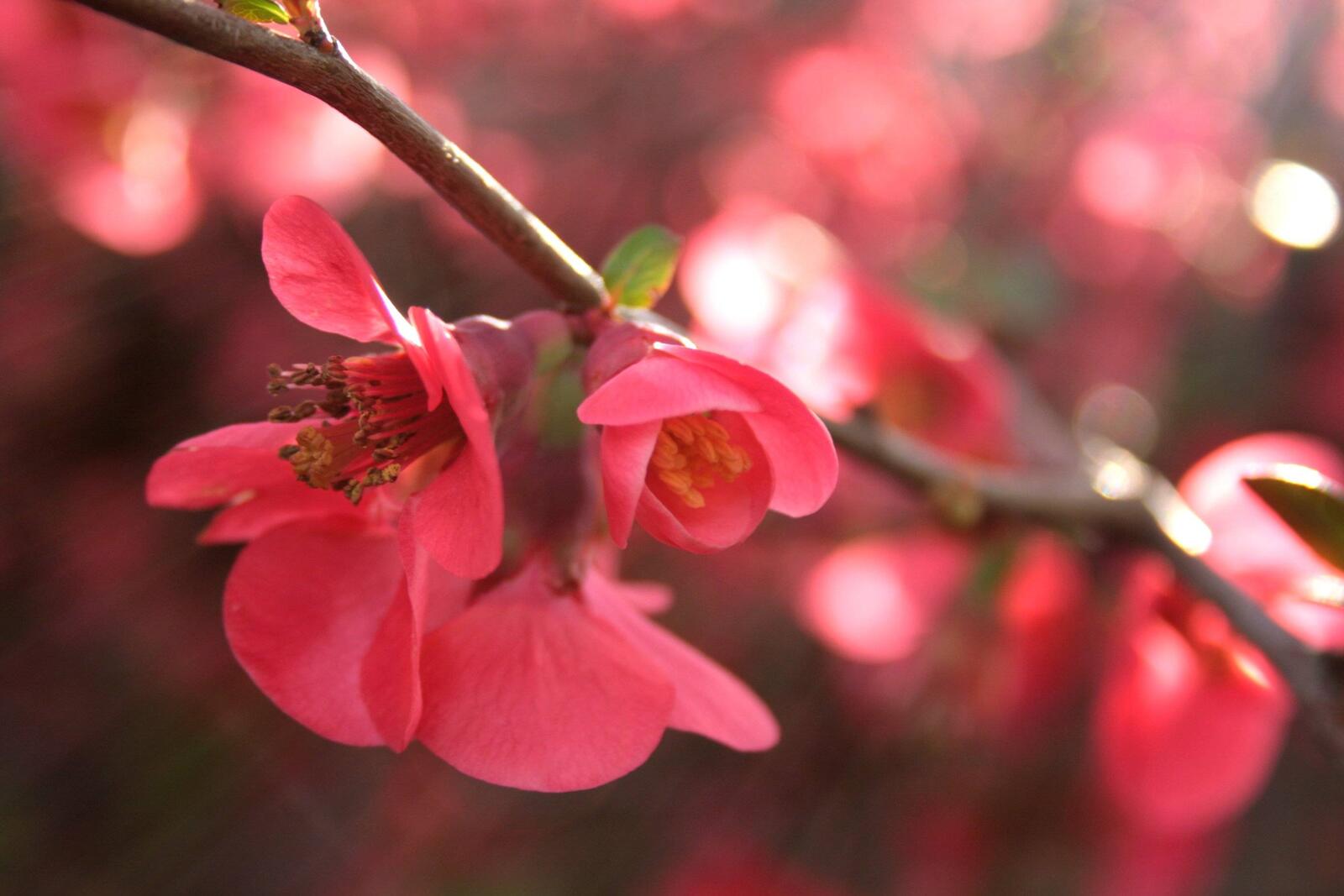Обои весна красные цветы сакура на рабочий стол