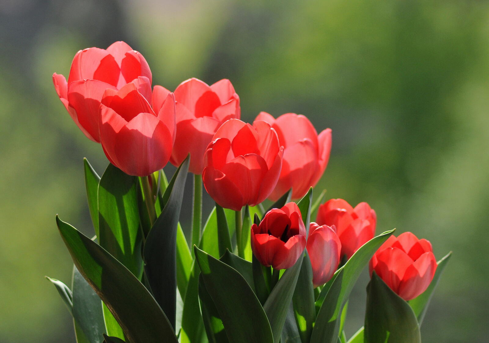 Обои красные цветы тюльпаны букет на рабочий стол