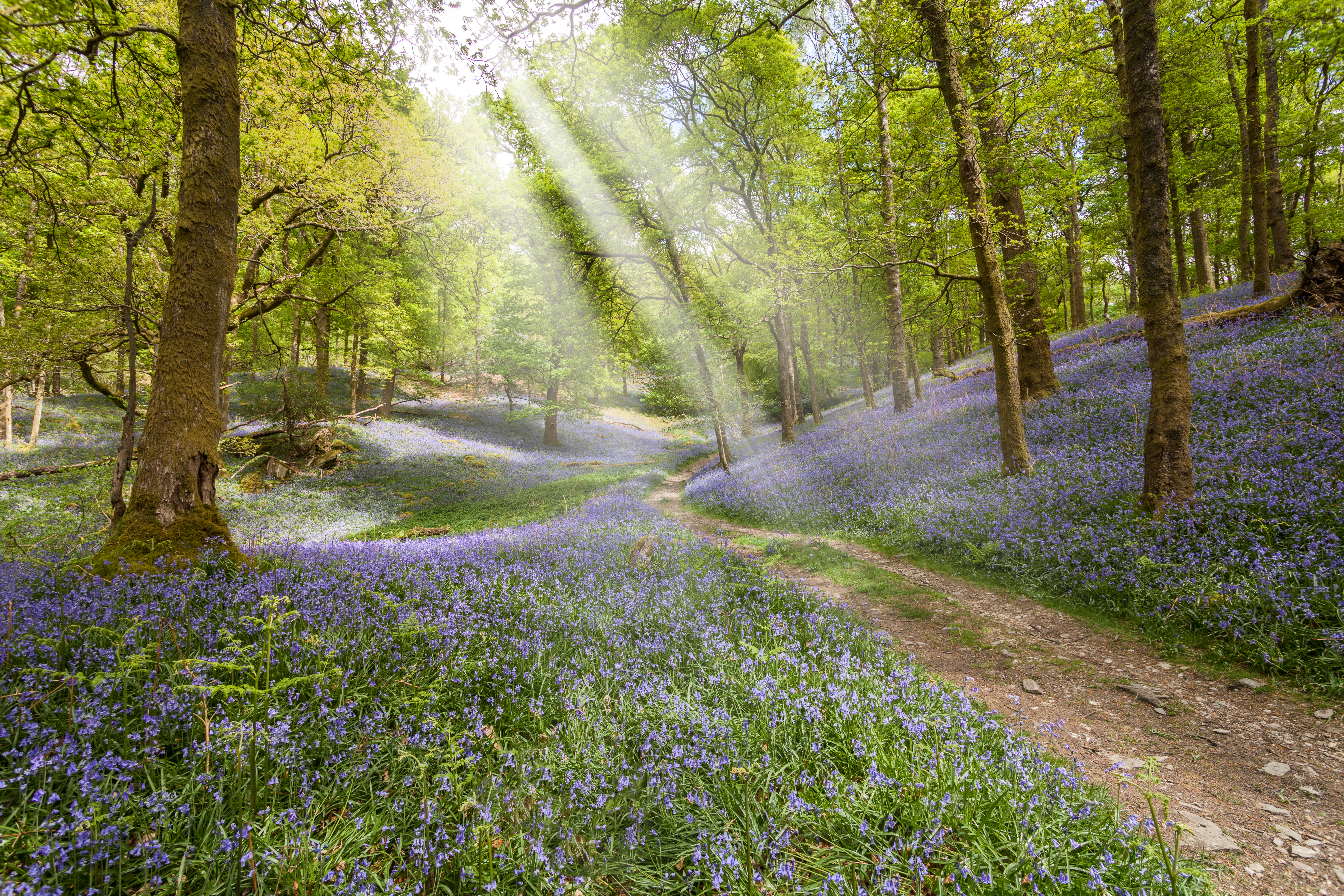 Wallpapers sun rays flowers forest on the desktop