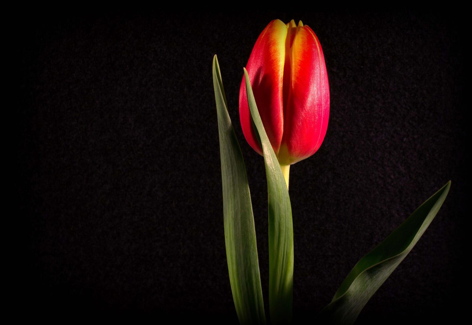 Обои черный фон цветы тюльпан на рабочий стол