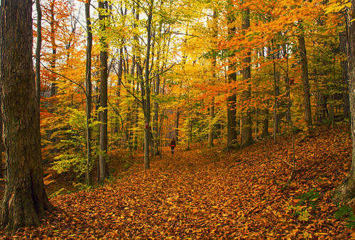 Фото онлайн бесплатно осень, лес