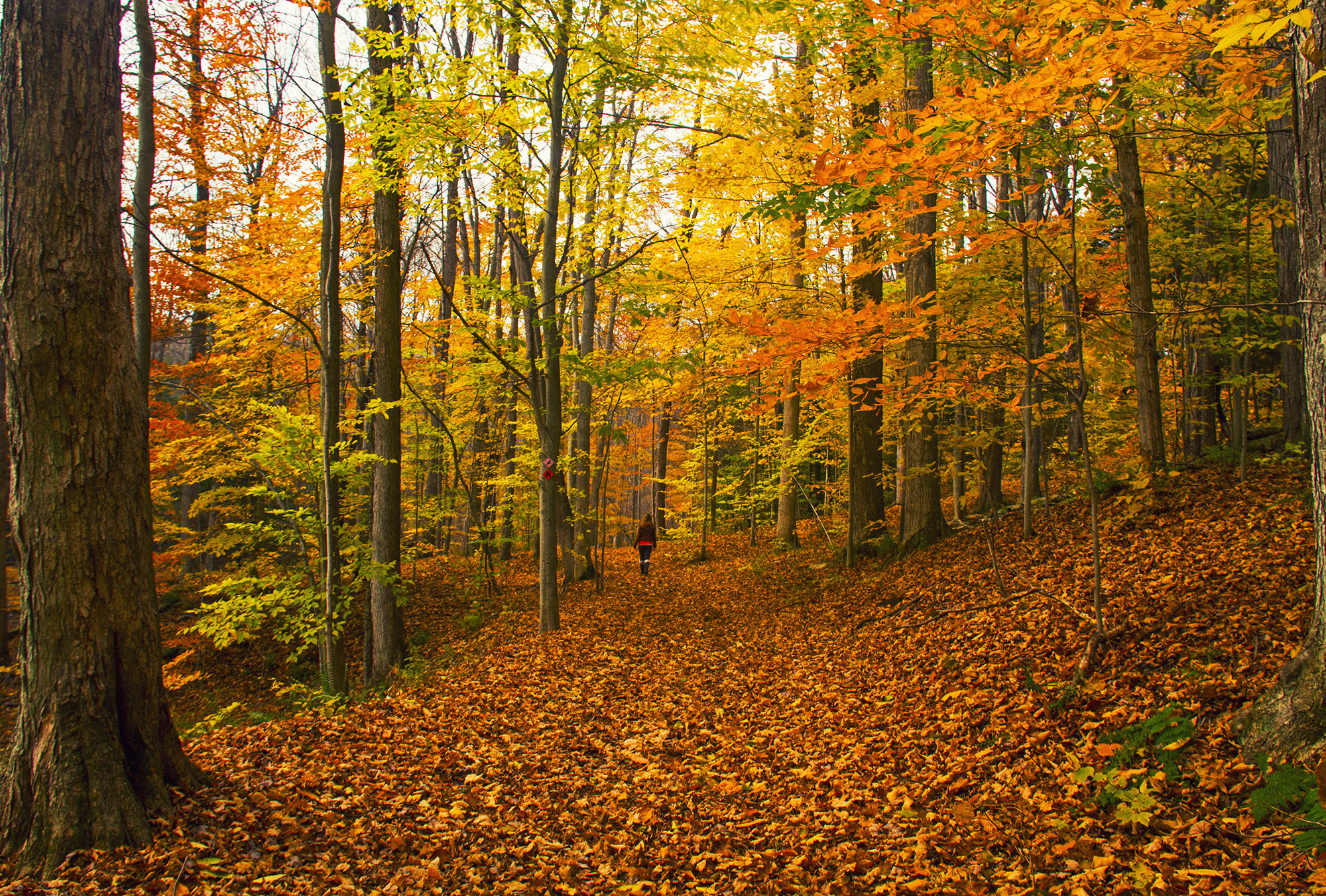 Бесплатное фото Фото онлайн бесплатно осень, лес