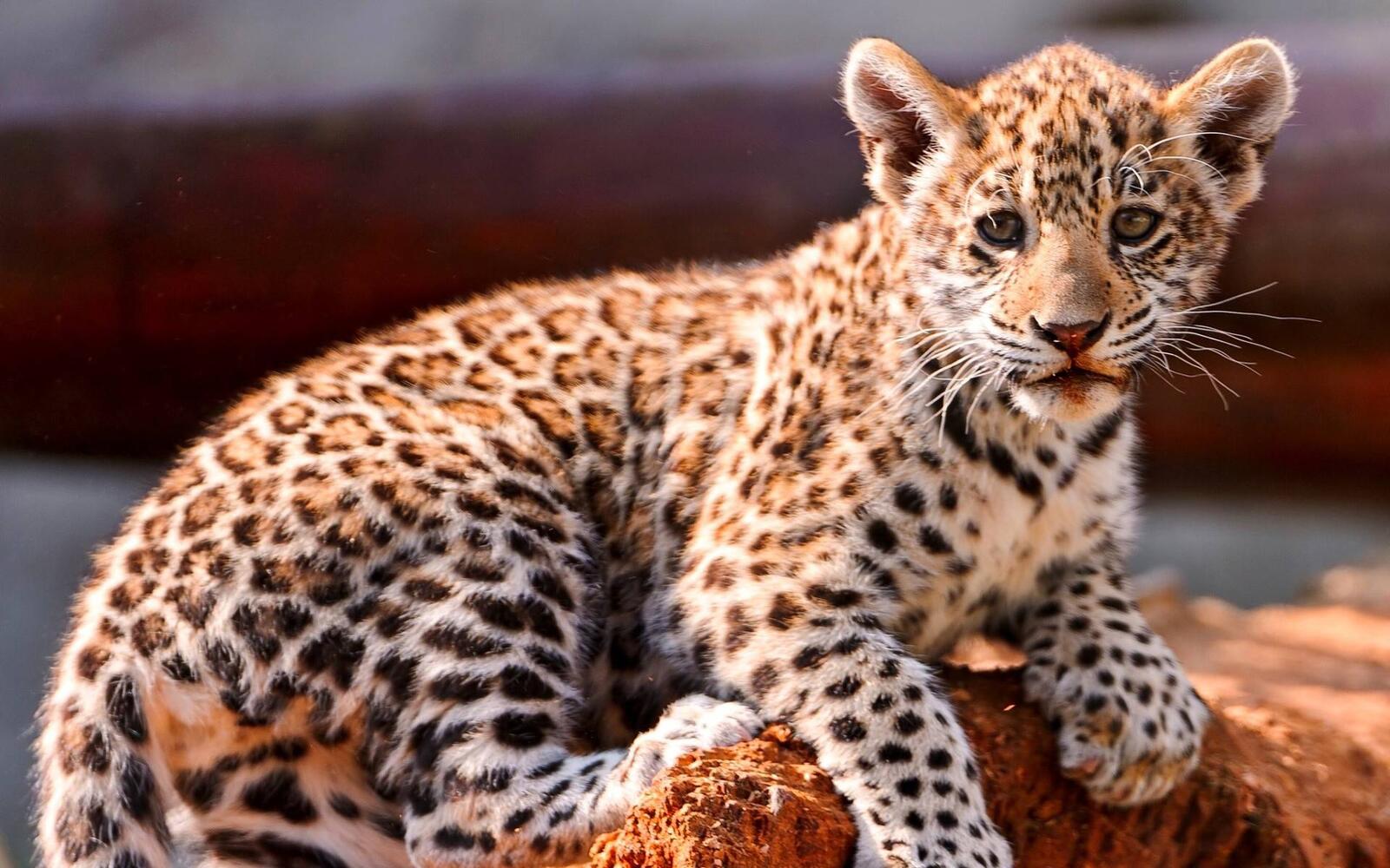Wallpapers leopard kitten small playful on the desktop