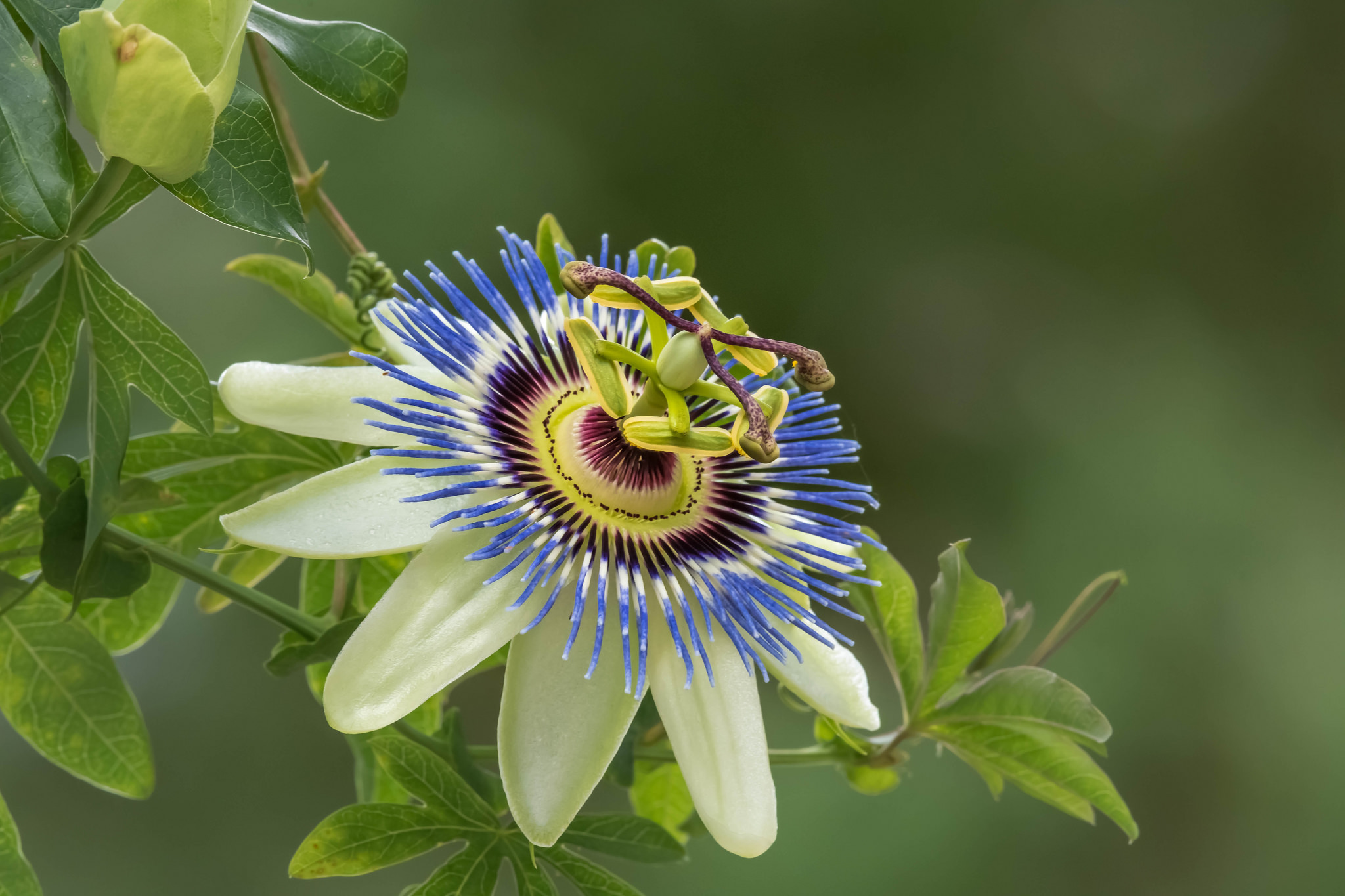 Wallpapers Passionflower passionflower Passiflora on the desktop