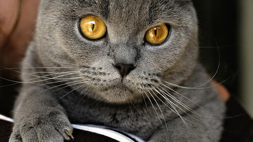 Кот с желтыми глазами