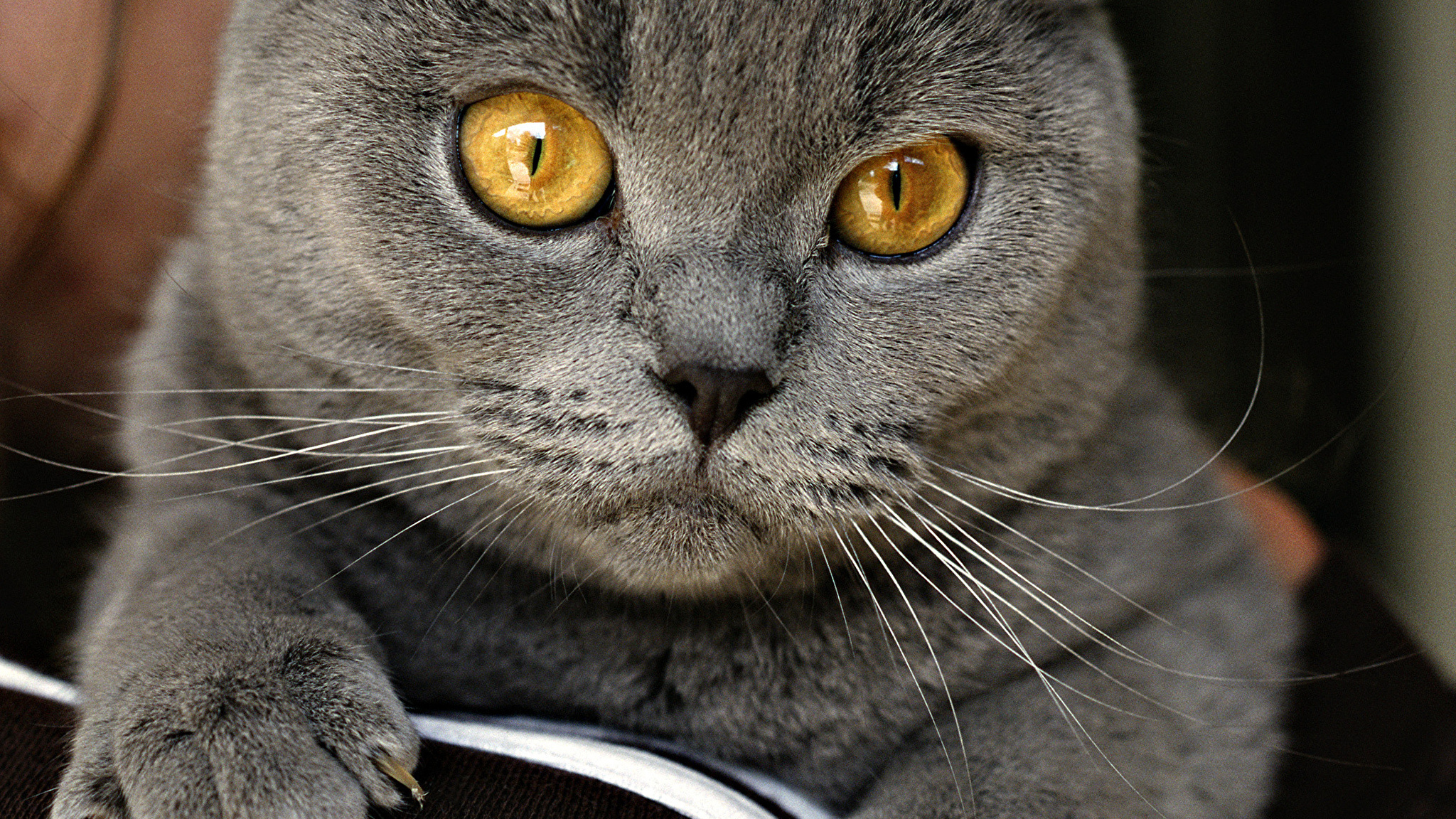 Free photo Cat with yellow eyes