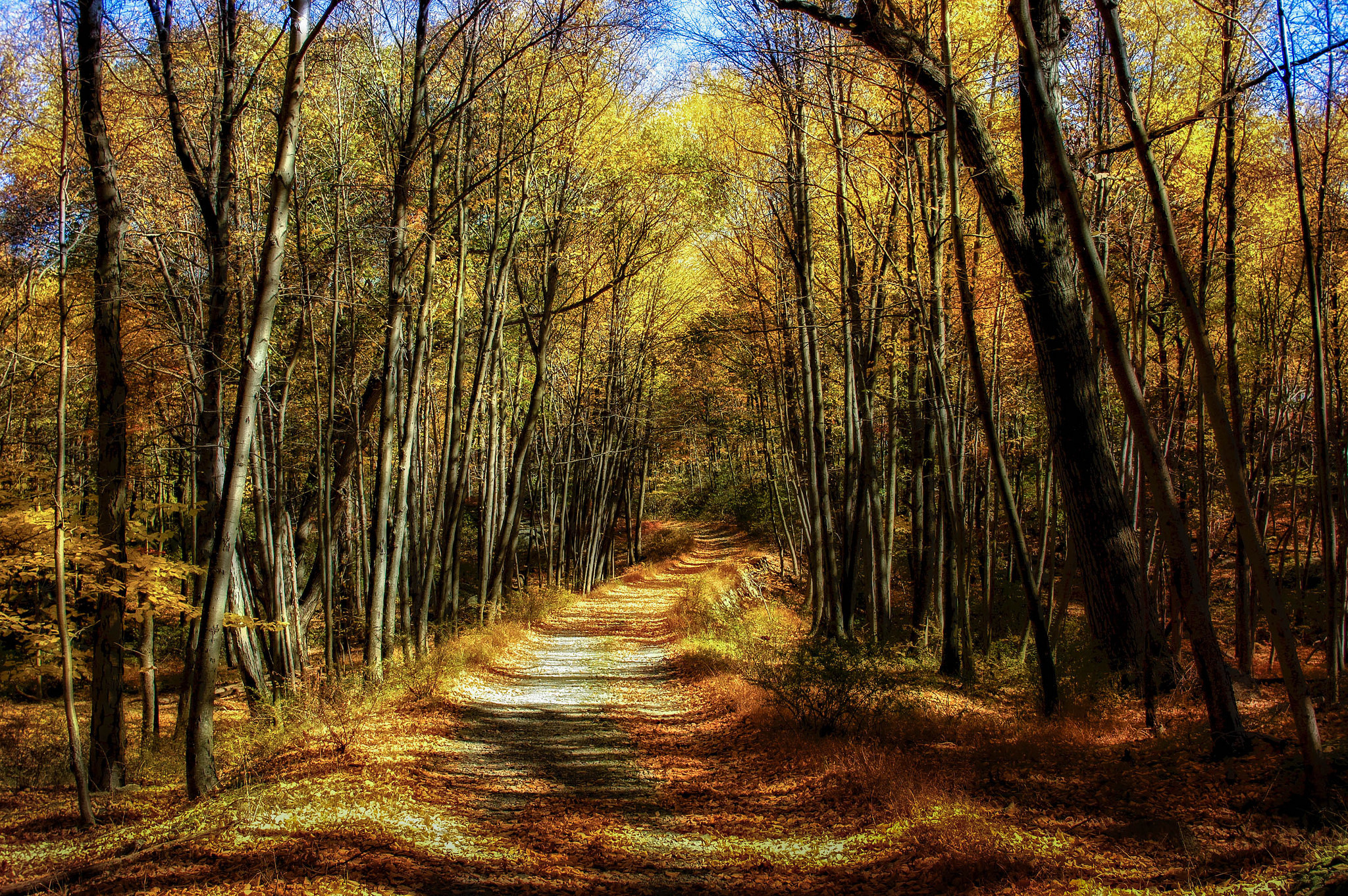 Wallpapers forest path road landscape on the desktop