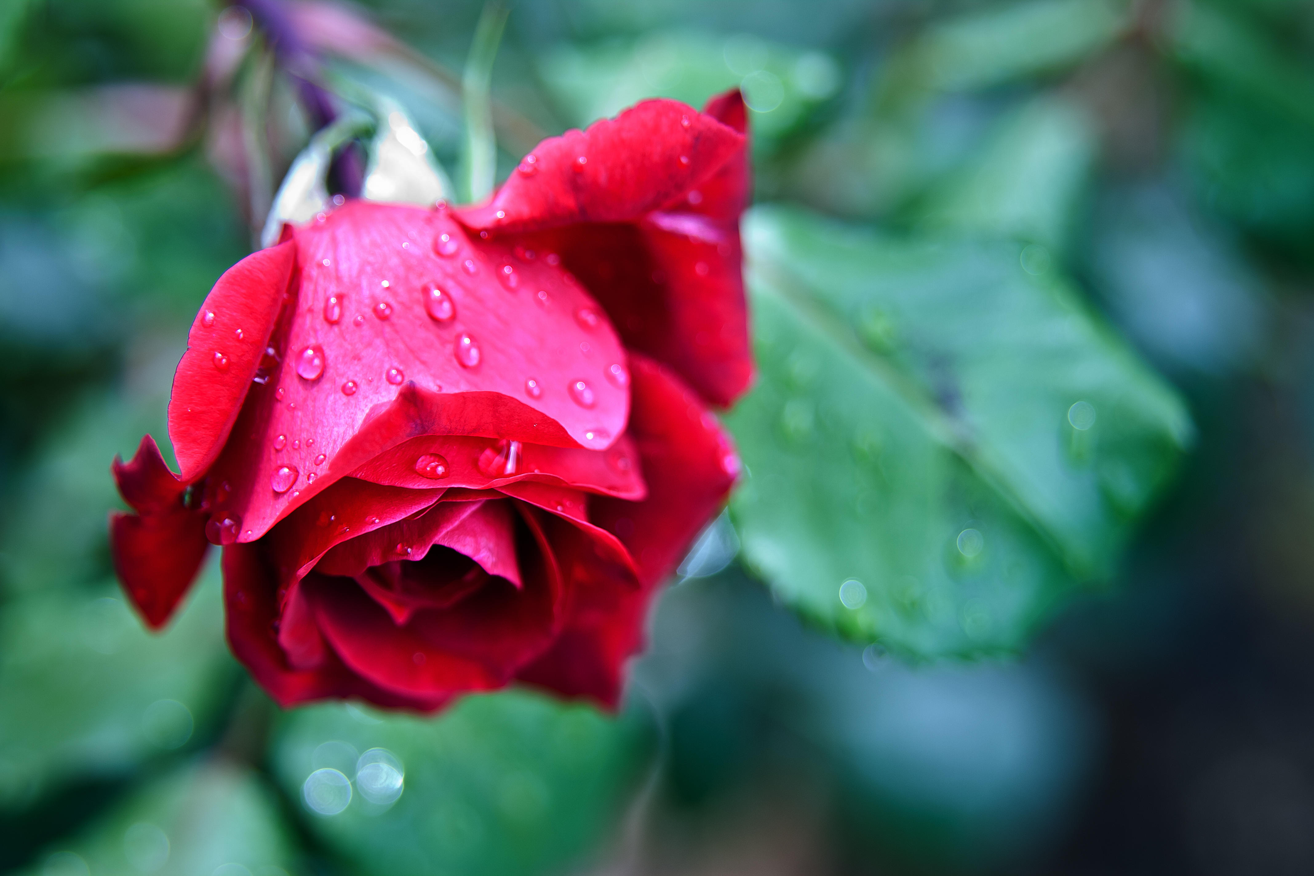 免费照片免费下载花卉、玫瑰图片