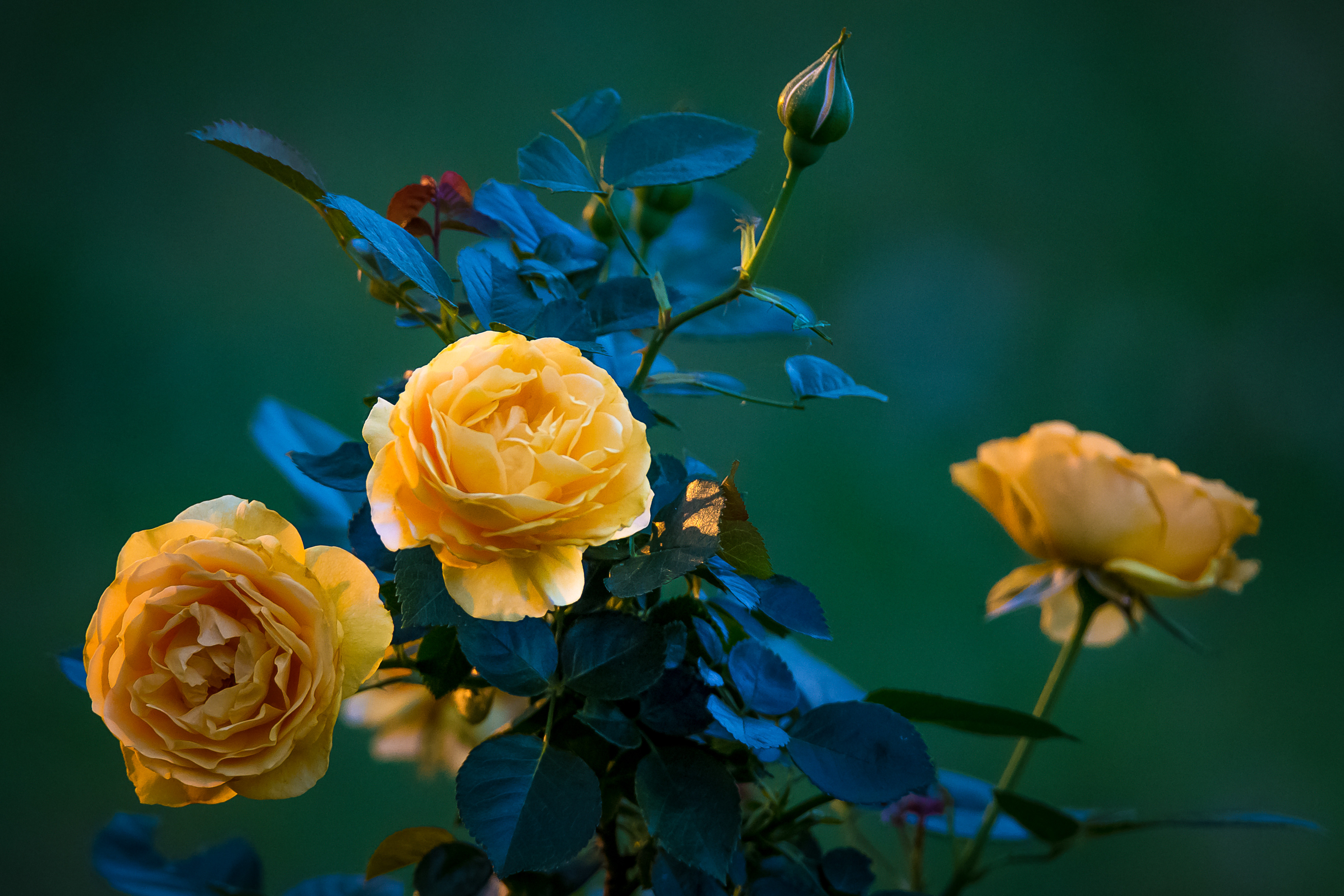 Photo free yellow roses, small roses, roses
