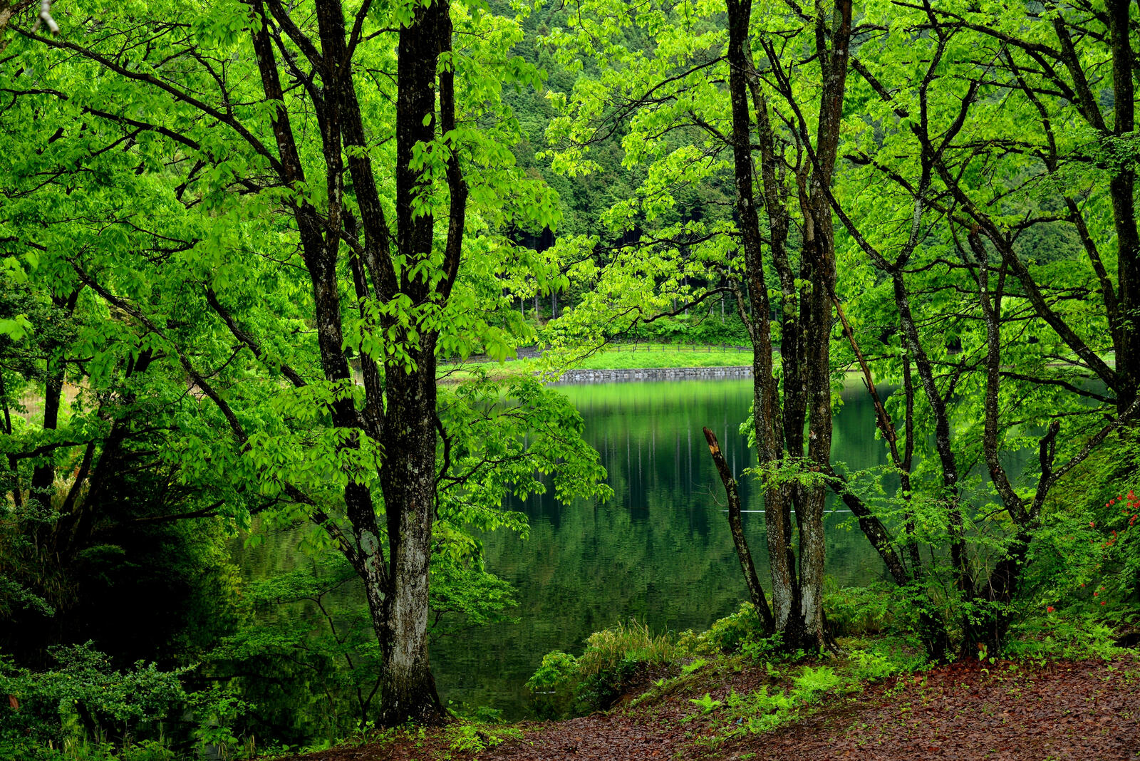 Wallpapers forest summer body of water on the desktop