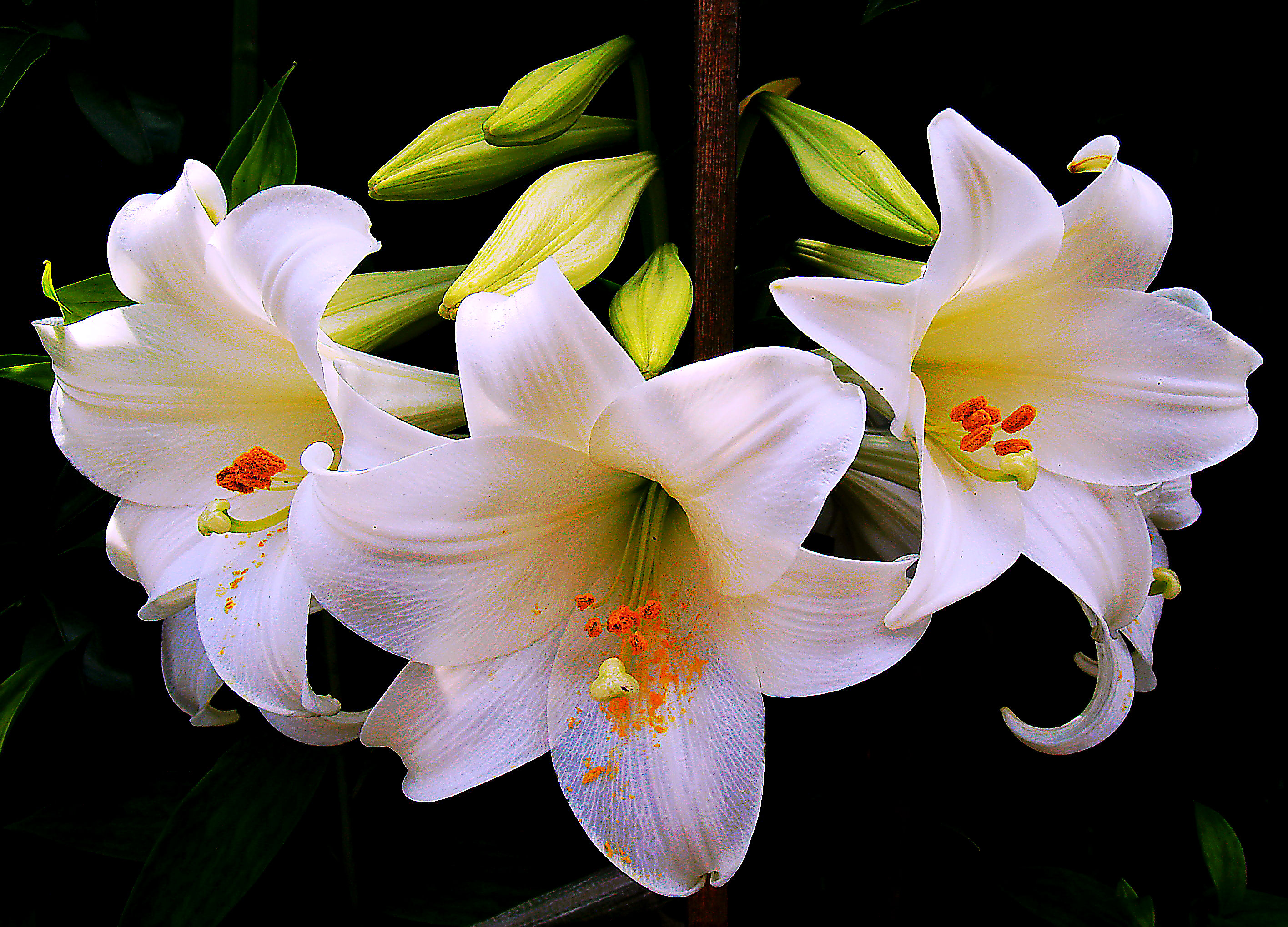 Wallpapers lilies white lilies flowers on the desktop
