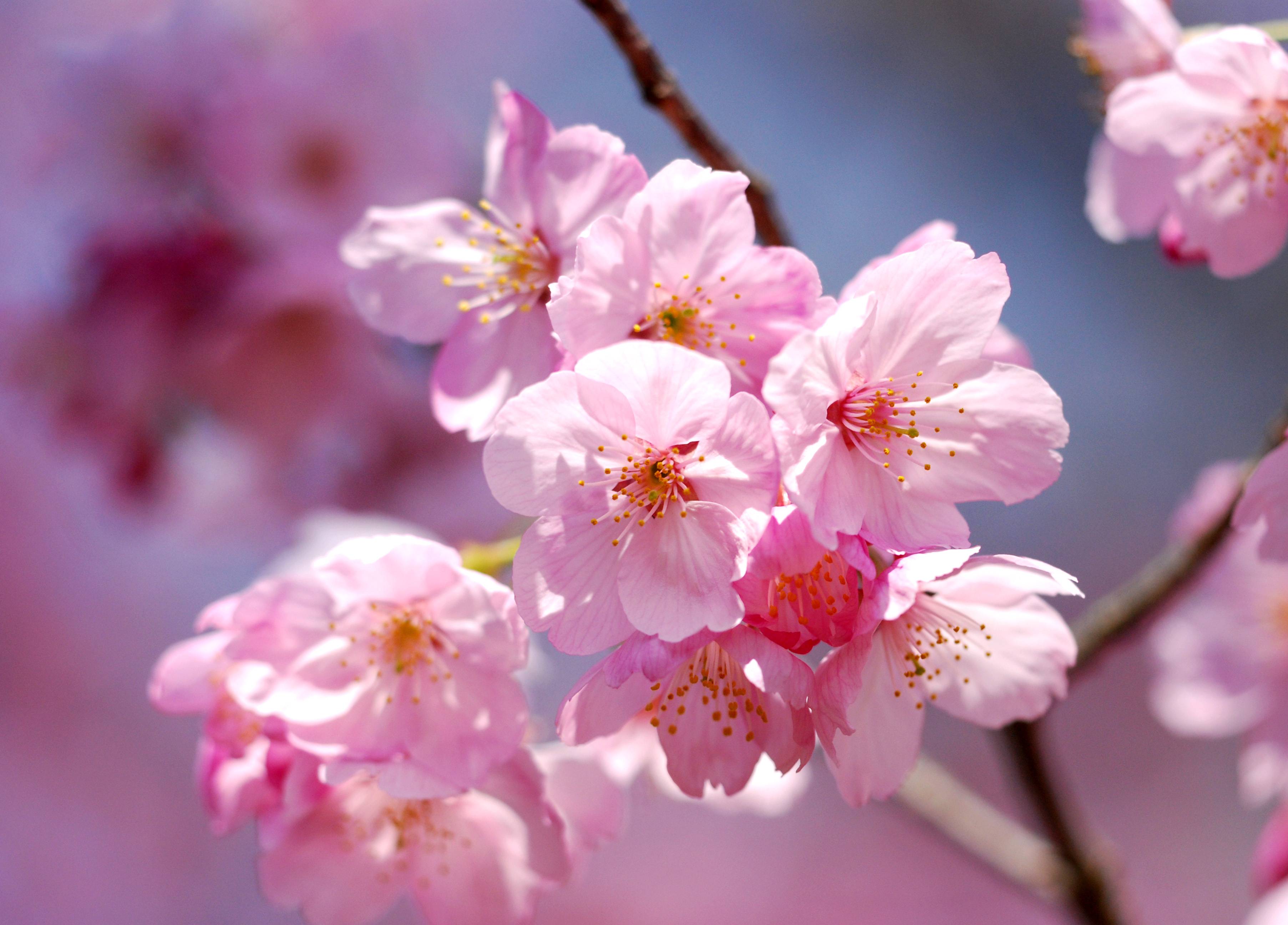 Wallpapers blooming tree cherry blossoms small flowers on the desktop