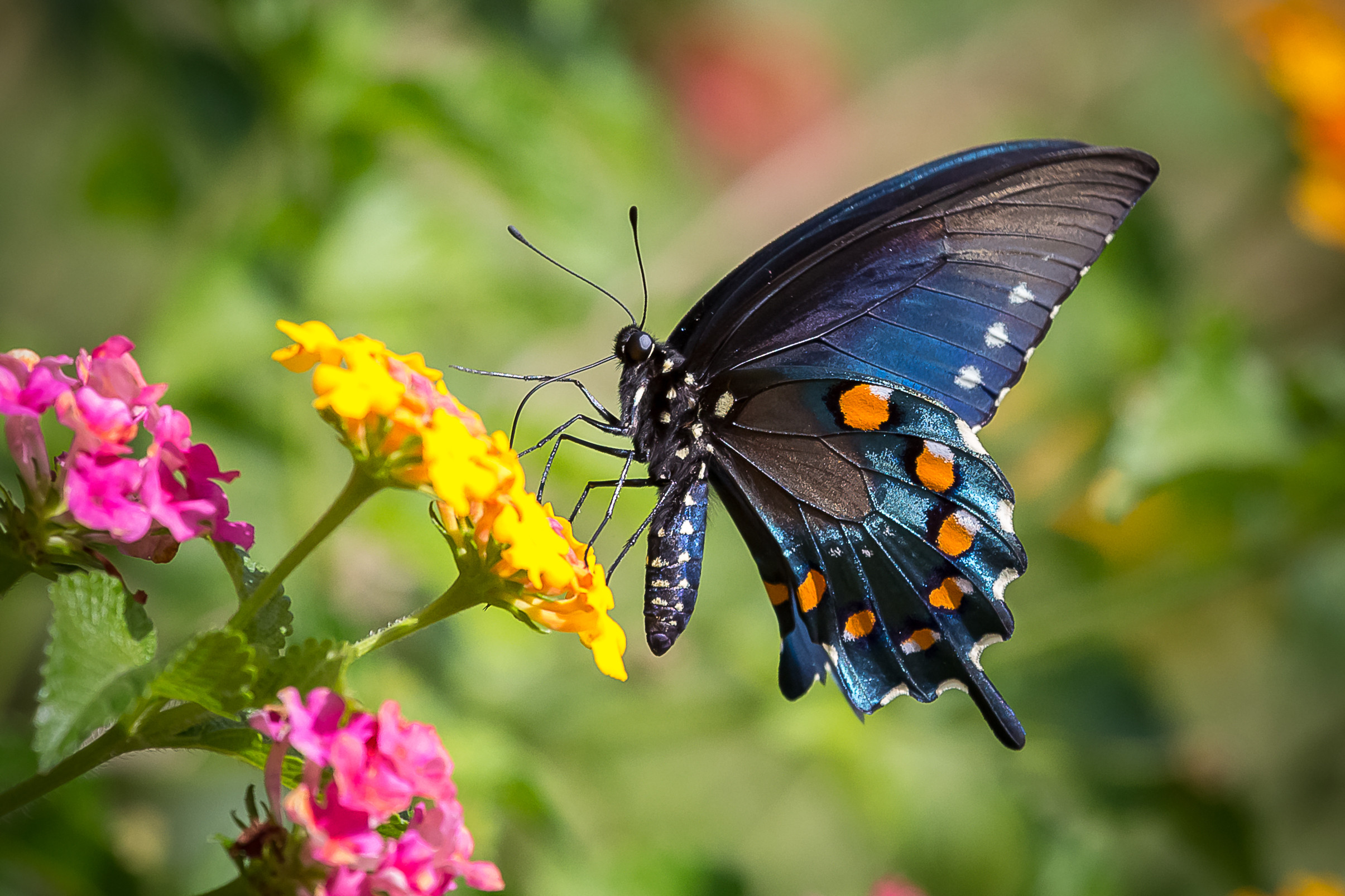 Фото бесплатно полевые цветы, крылья, насекомые