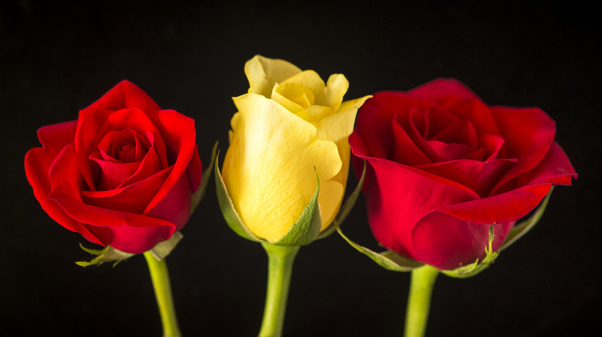 Gullar rasmi atirgul. Три розочки. Три красные розы. Три розы разных цветов.